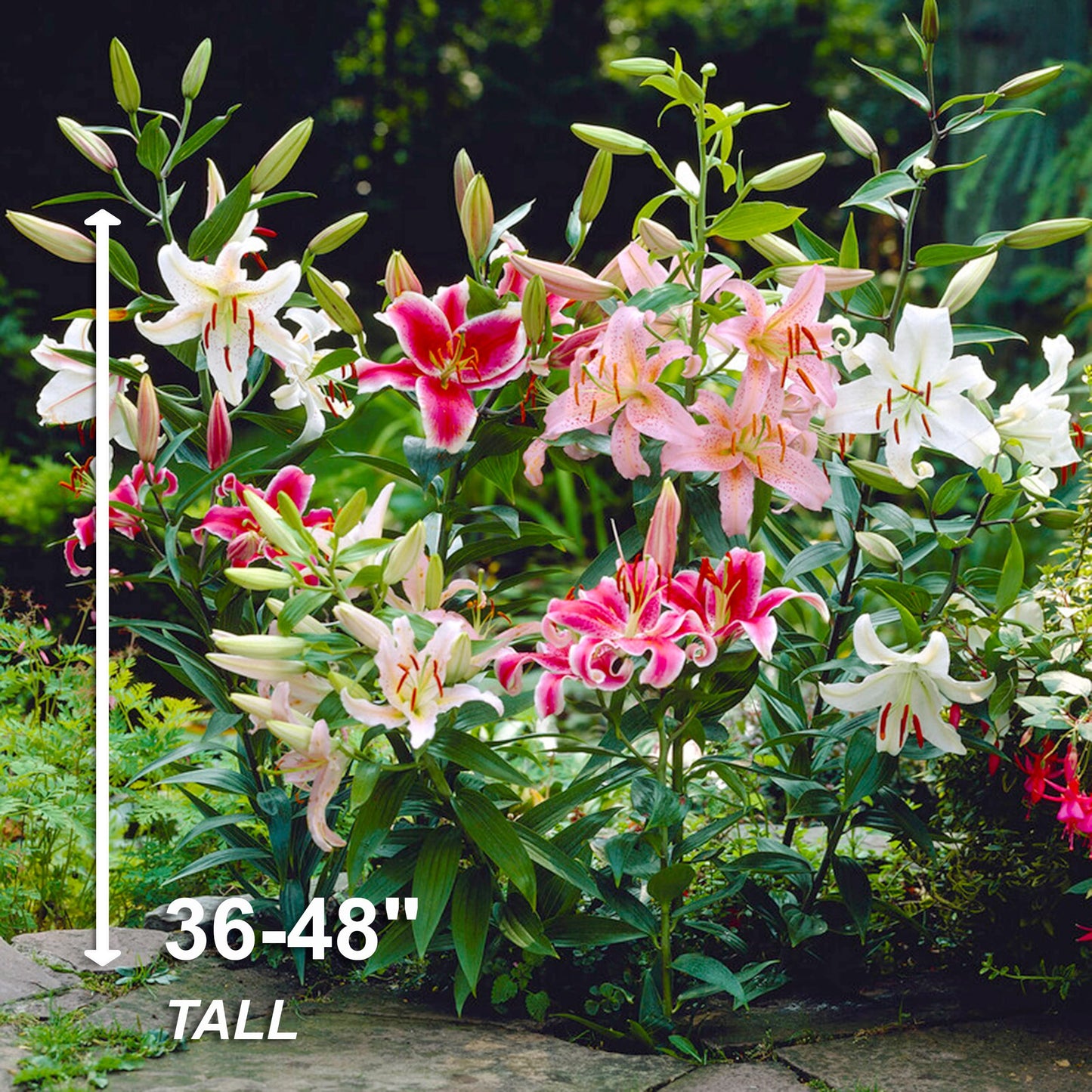 Garden State Bulb Mixed Oriental Lily Flower Bulbs, 14/16cm, Spring Planting (Bag of 20)