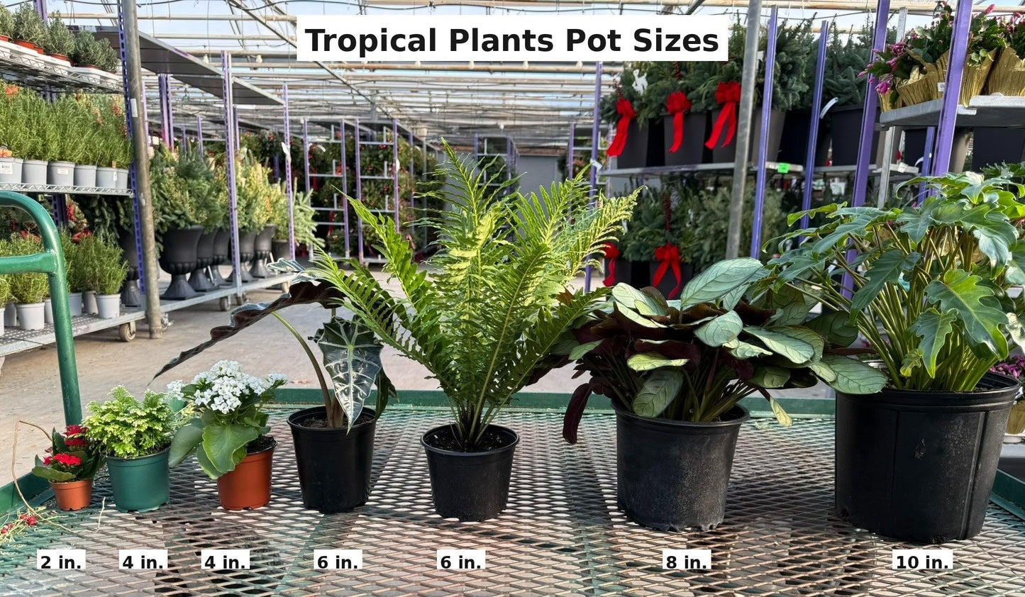 RedCrocus - Chinese Fan Palm–Livistona chinensis–Tropical Indoor Plant 15 Gallon