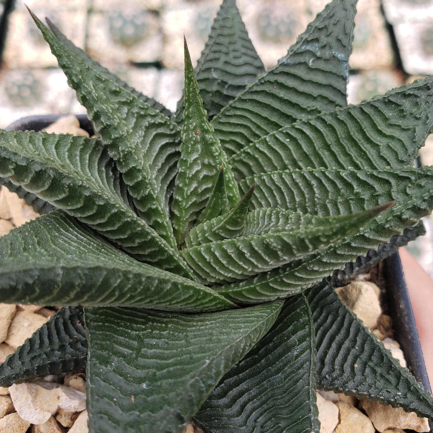 Haworthia limifolia spiralis Cacti Cactus Succulent Real Live Plant