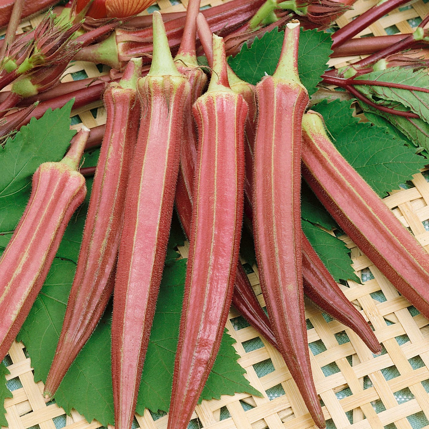 Jing Orange Okra Seeds - 1 Oz ~500 Seeds - Non-GMO, Heirloom - Vegetable Garden - Abelmoschus esculentus