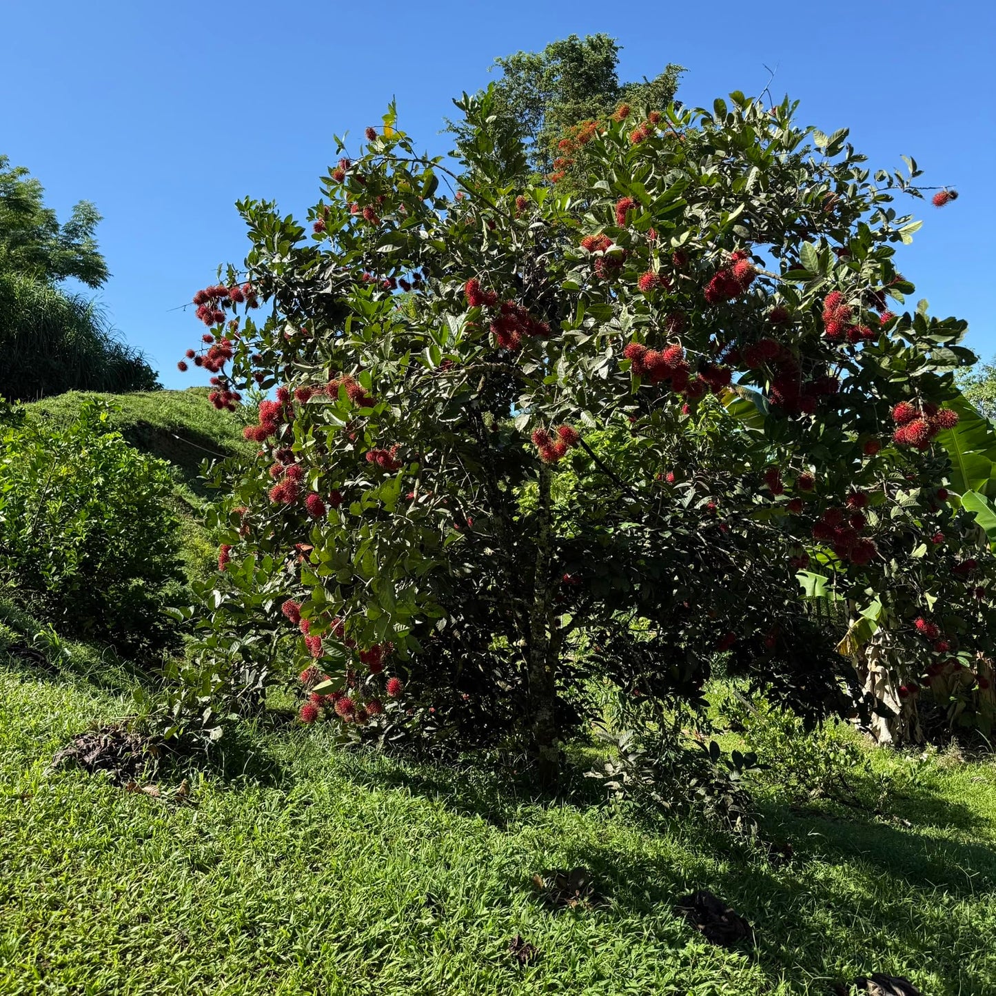 Grafted Red Rambután (Nephelium lappaceum) Exotic Fruit Live Tree 2'-3' feet talll Tropical Plantae (3'-4' feet Tall)