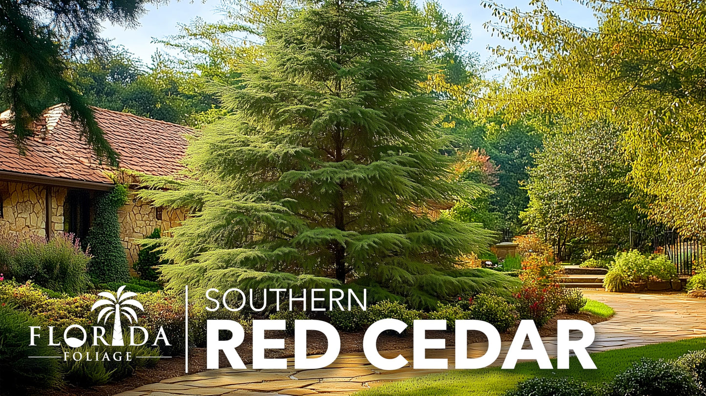 Southern Red Cedar Tree | 20 Live Plants | Juniperus virginiana Silicicola | Fast Growing Evergreen Hardy Trees