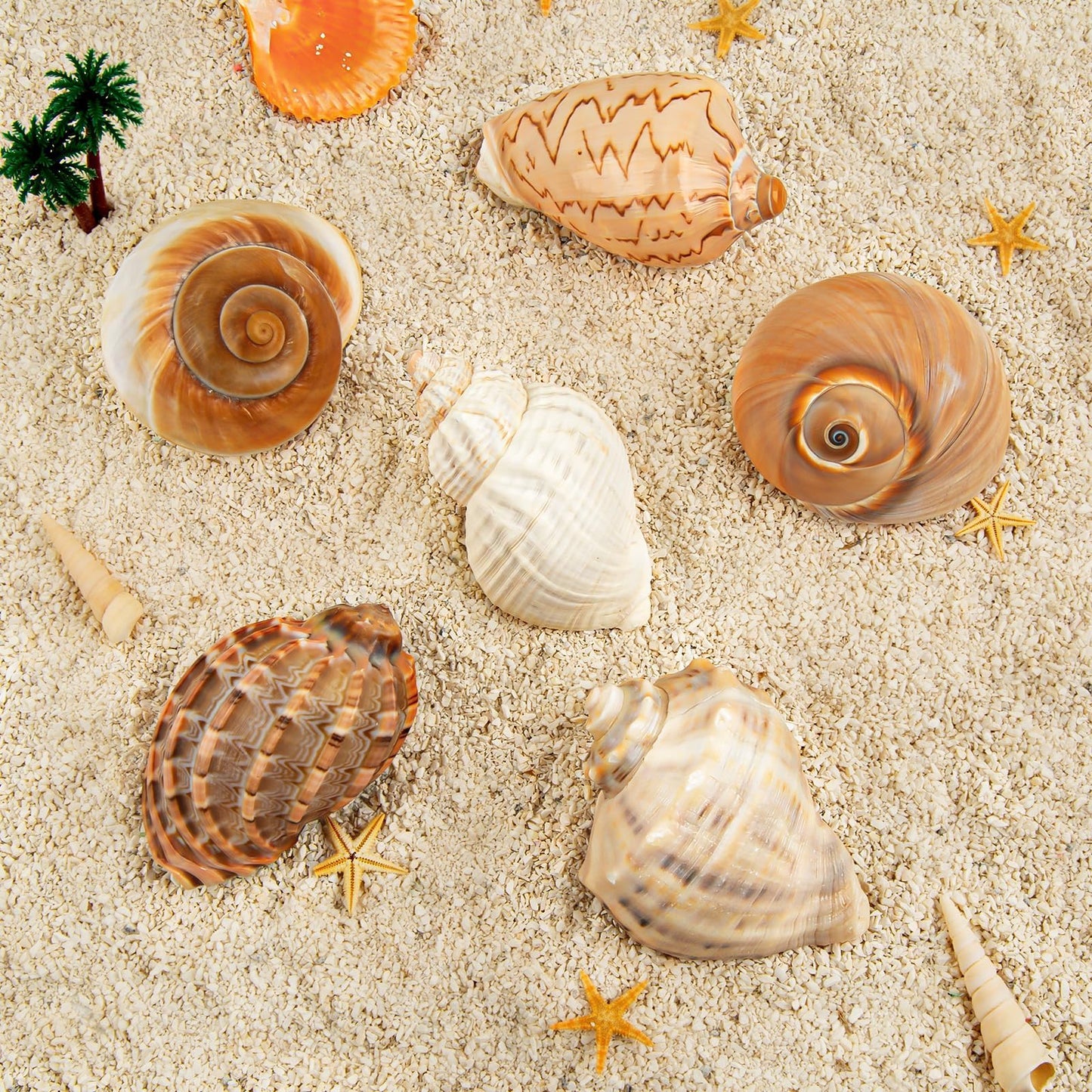 6PCS Large Hermit Crab Shells | Natural Sea Conch Size 3" - 3.5", Opening Size 1.5" - 2.5" | Turbo Seashells for Hermit Crab Supplies and Beach Decoration Large Sea Shell
