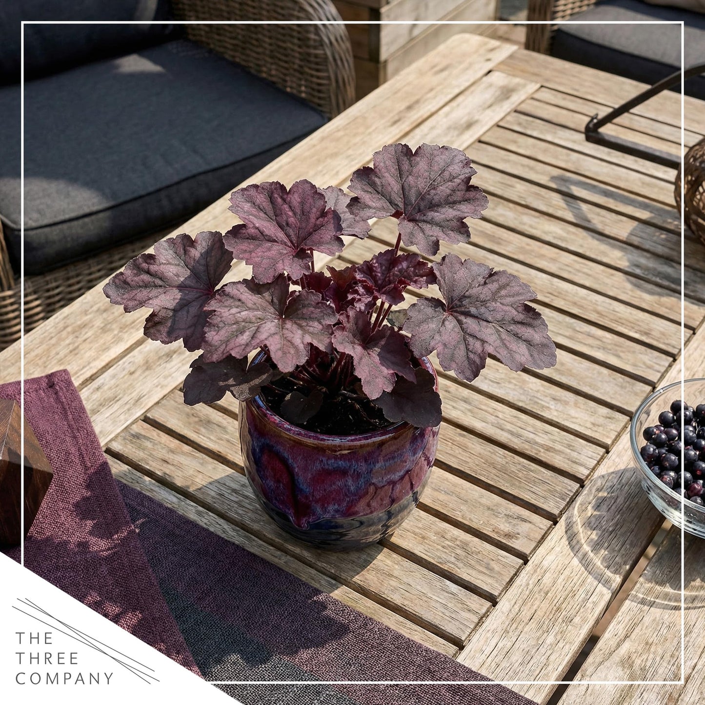 Live Heuchera Coral Bells 2-Pack – Palace Purple – Shade Perennial Foliage Plant, 10” Tall, 1 Qt Pot