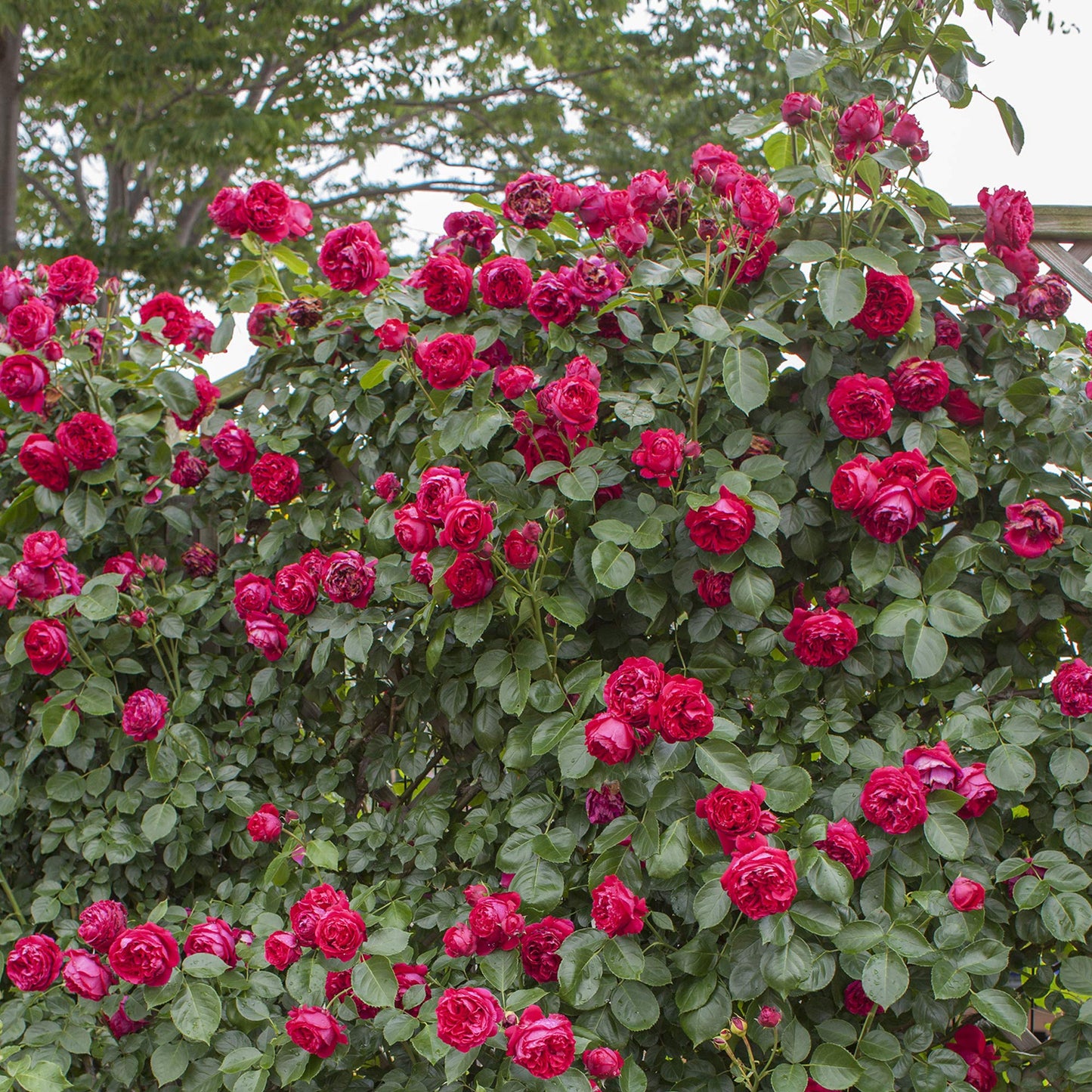 Red Eden Climbing 1.5 Gal Rose Plant Live, Fragrant Reblooming Red Flowers, Own Root Climber for Arbor, Trellis, Fence or Screening, Stargazer Perennials