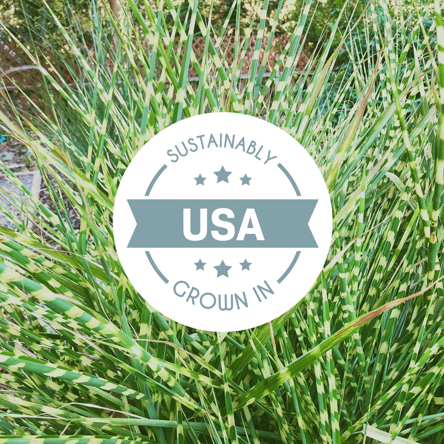 Bloomingbulb Ornamental Grass, Zebra Grass, Outdoor Planting, Decorative Garden, 3 Root Divisions, Zones 4-9a