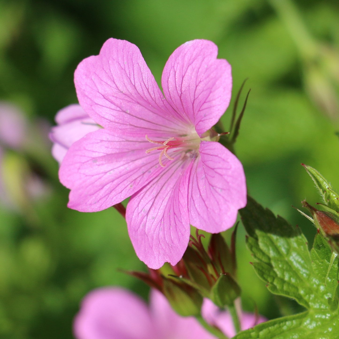 Easy to Grow Geranium Wargrave Pink 3 Roots (Cranesbill) - Pink Flowers Bloom Summer to Fall in Sun, Cold Hardy Perennial