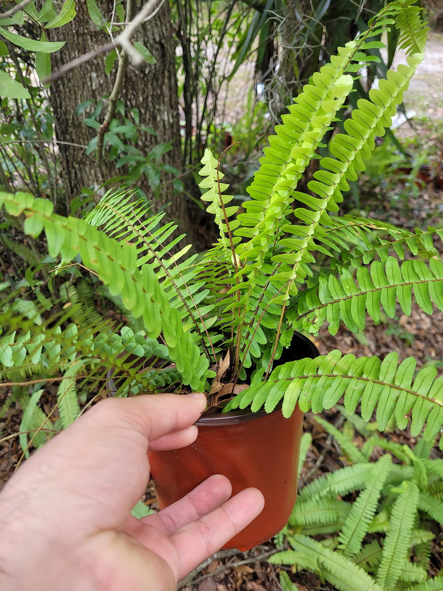 Boston Ferns in 6 Inch Pot