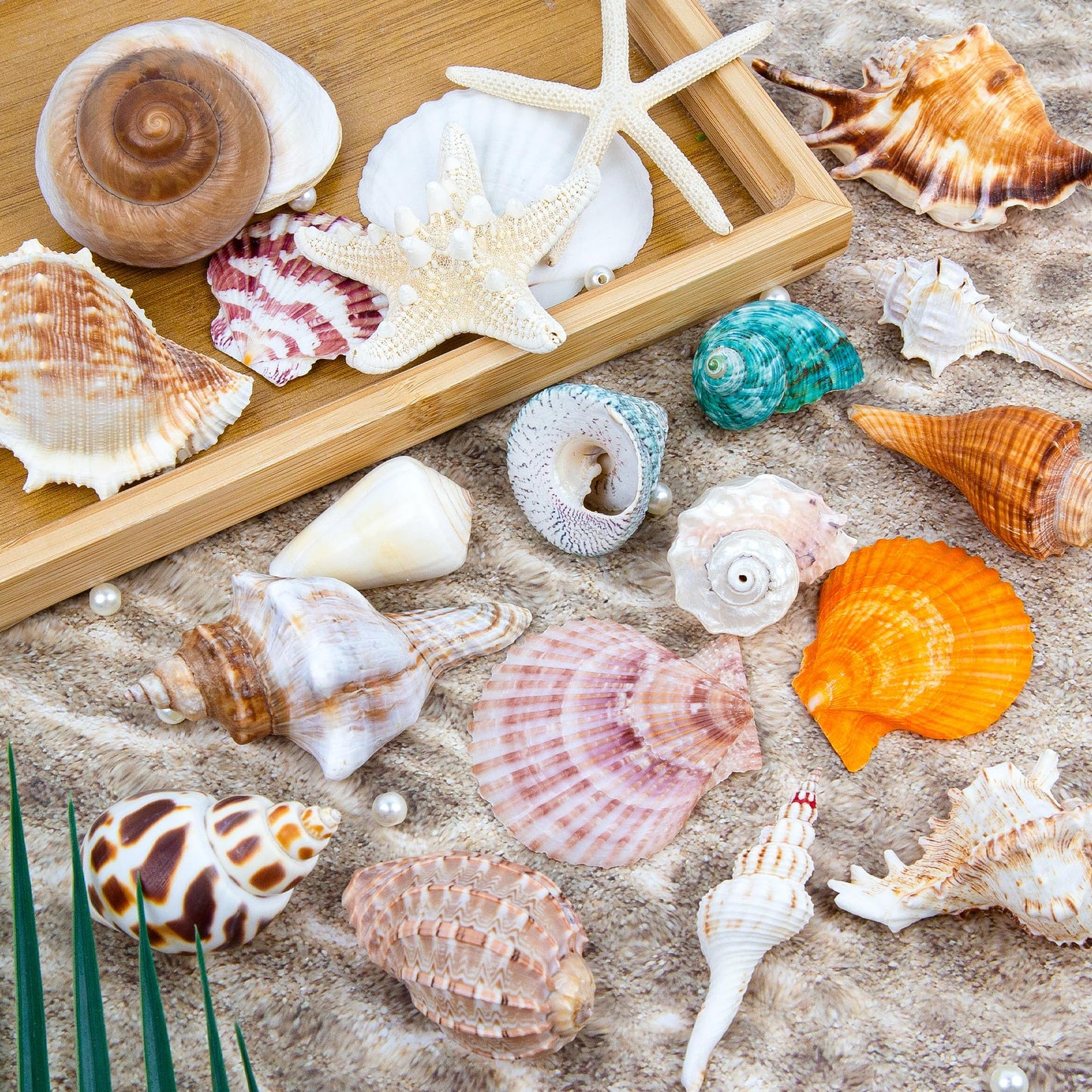 JQAQJU Sea Shells Mixed Beach Seashells 20 Kinds, 1.5"-5.5" Various Sizes Large Ocean Shells Conch 2 Kinds Natural Starfish for Decorating Beach Theme Party Fish Tank Filling Home Decor Wedding