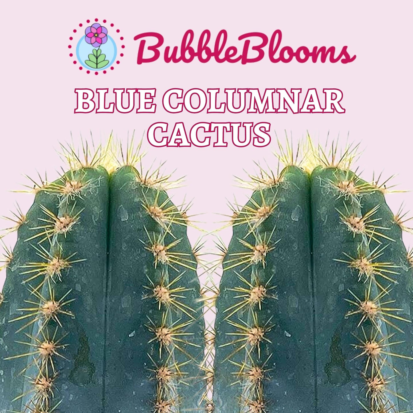 BubbleBlooms Blue Columnar Cactus, Pilosocereus pachycladus Cacti, Column Blue Torch, in a 4 inch Pot