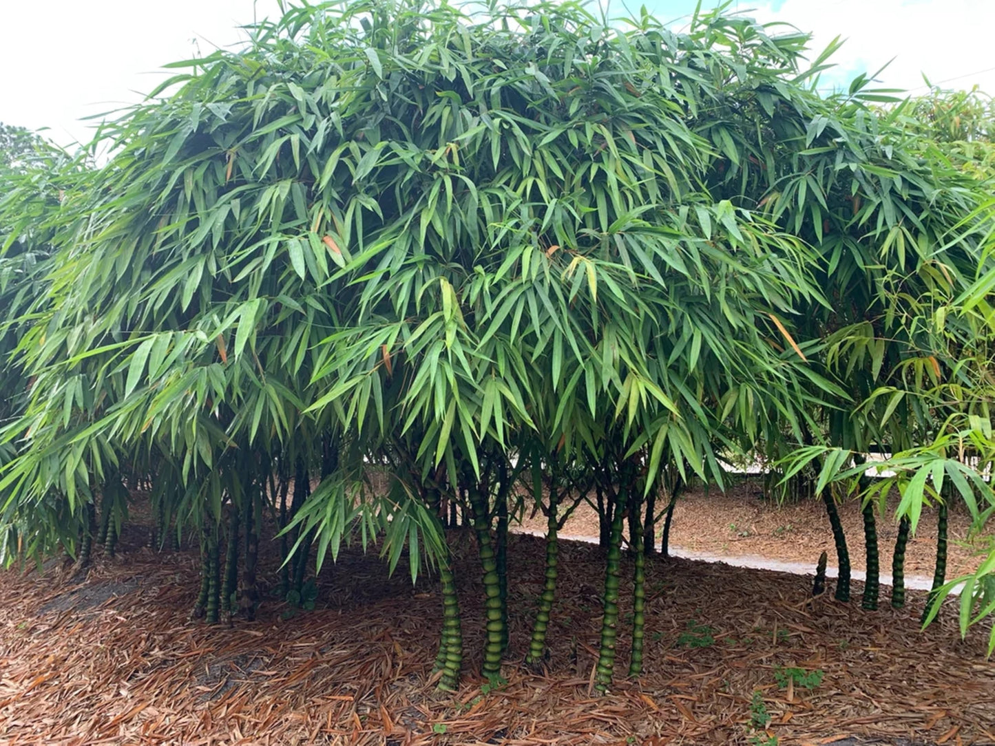50 Dwarf Budda Belly Bamboo Seeds Perennial Ornamental Seed Privacy