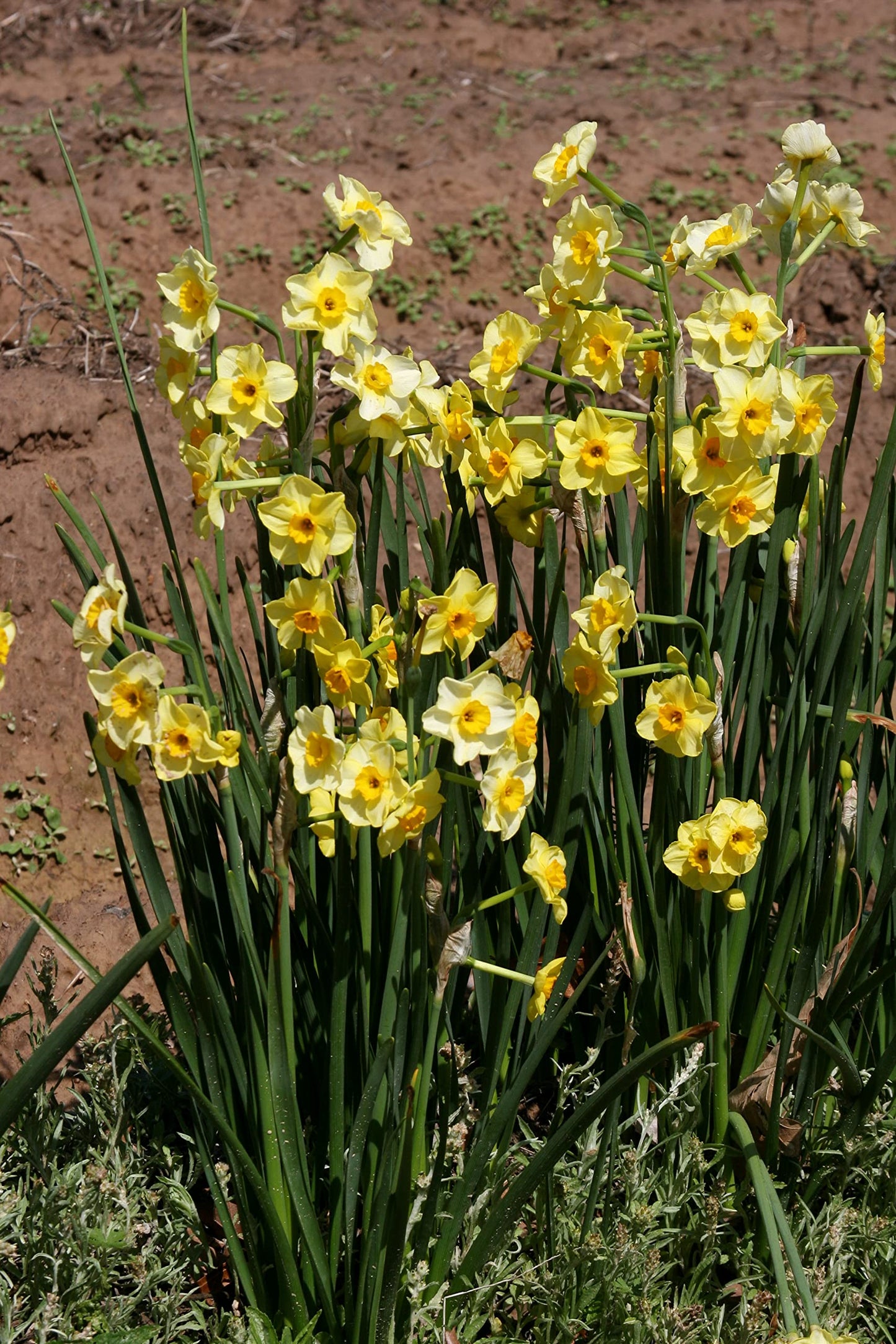 Yellow Daffodils for Your Garden Now (Golden Dawn) - 10 Healthy Bulbs