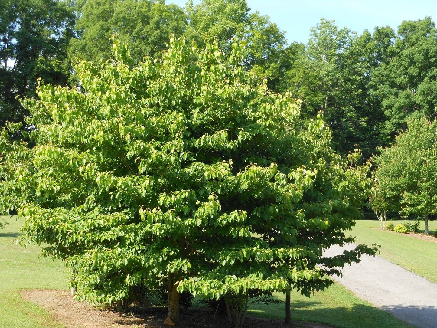 Dogwoods Tree Pink Adaptables to Various Garden Live Plant 10-16" Tall Quart Pot