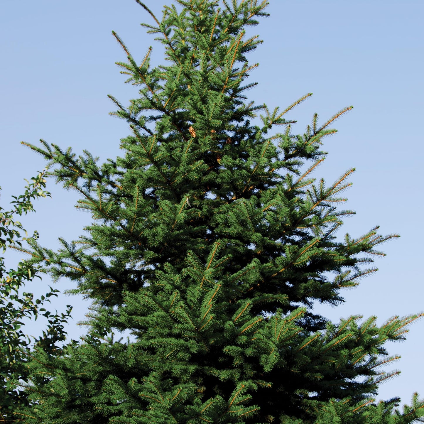 Norway Spruce Tree Seedling Plugs | 6"-12" | Arbor Day Foundation (5-Pack)