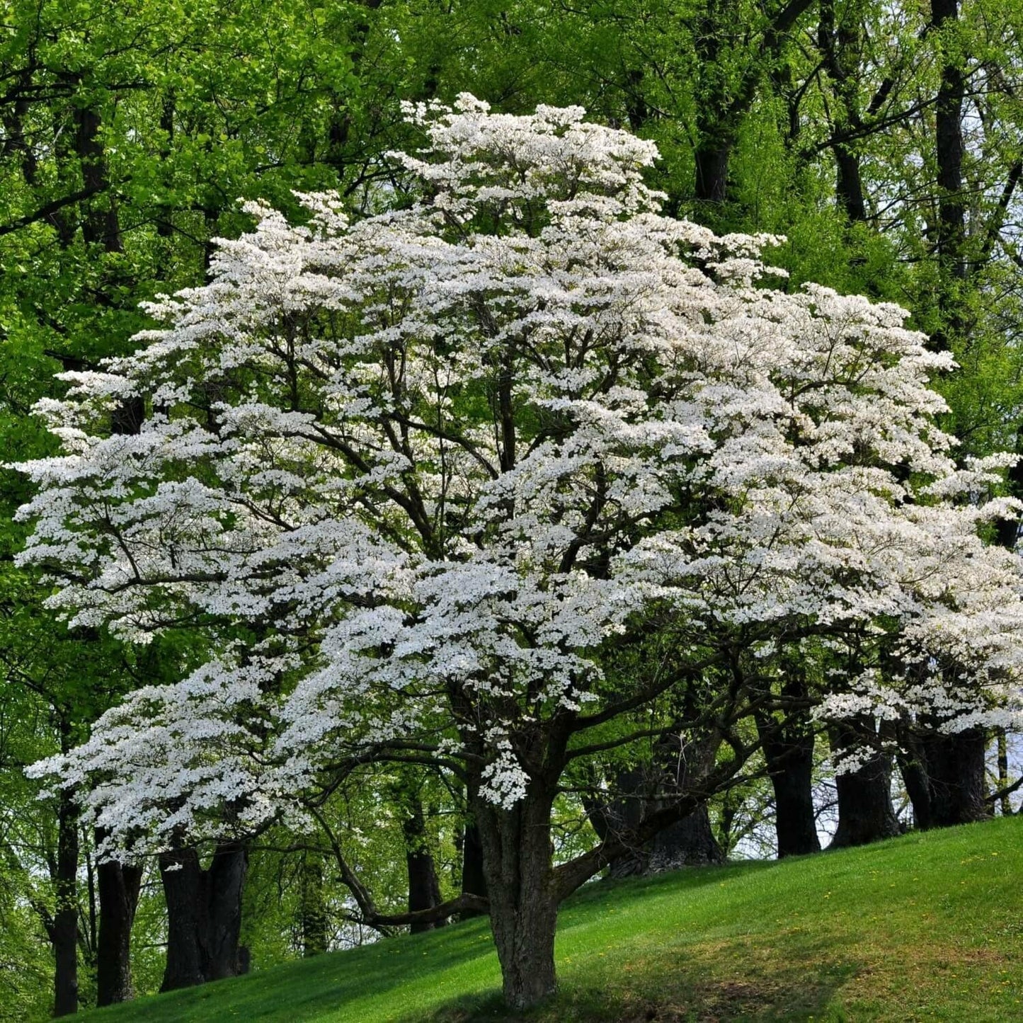 Live Plant - White Flowering Dogwood Tree, 10-16" Tall Live Plant, Quart Pot - Cornus Florida