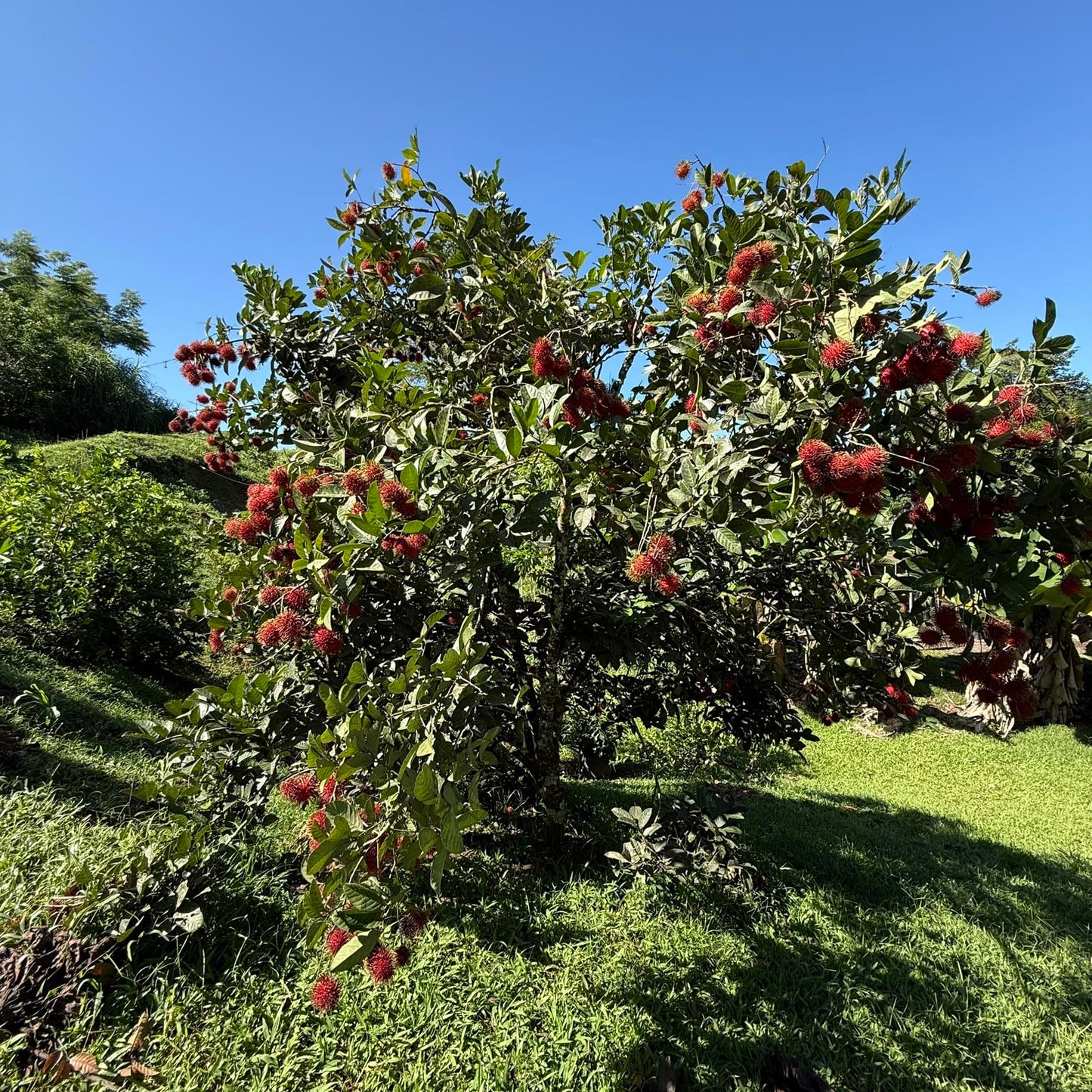 Grafted Red Rambután (Nephelium lappaceum) Exotic Fruit Live Tree 2'-3' feet talll Tropical Plantae (3'-4' feet Tall)