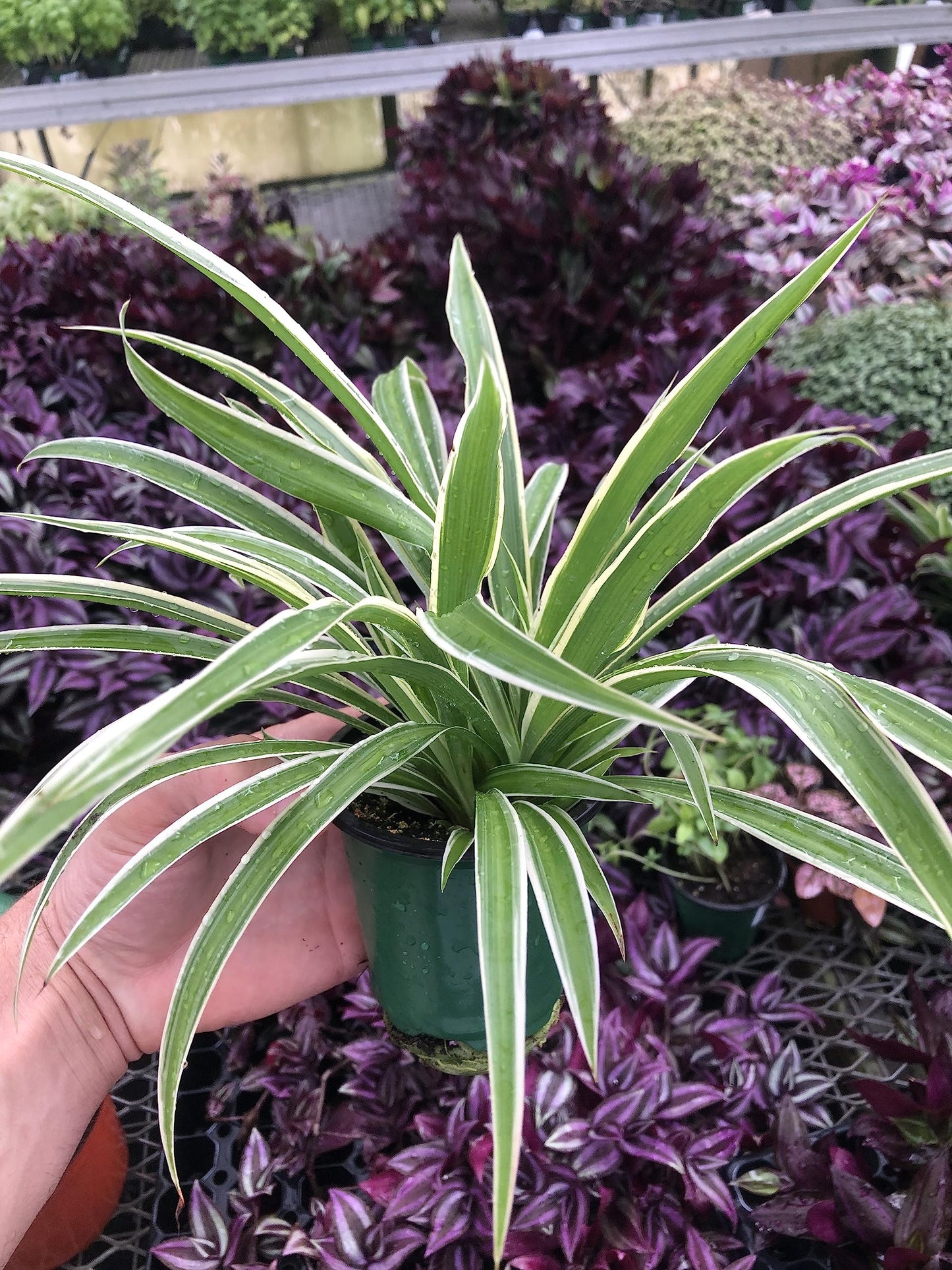 Variegated Spider Plant - Extra-Large - Air-Purifying, Low Maintenance, Thrives in Home & Office - Perfect for Plant Enthusiasts - Live houseplant in Potting Soil - Chlorophytum comosum