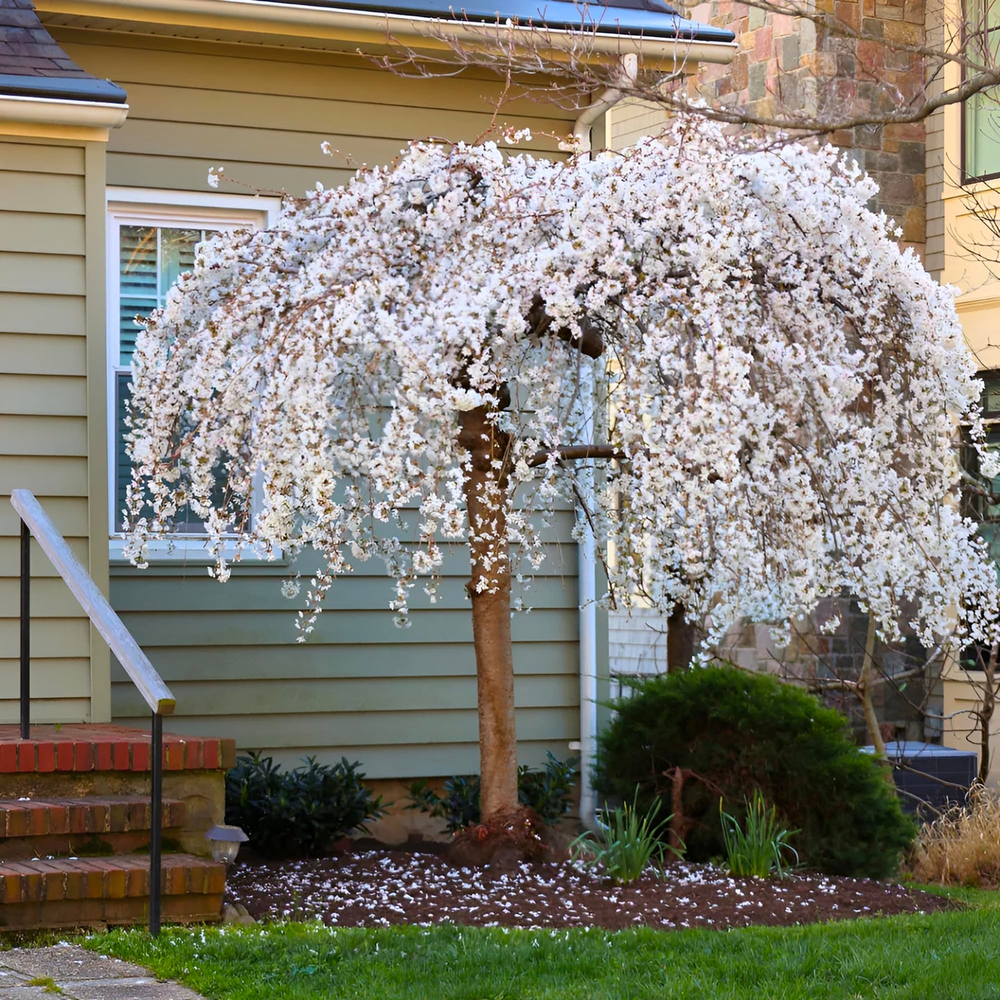 Weeping Yoshino Cherry Tree Live Plant – Flowering Ornamental Tree with Graceful Weeping Branches, Beautiful Cherry Blossom Tree for Garden & Landscape (3 Gallon/Bareroot/Set of 2 Plants)