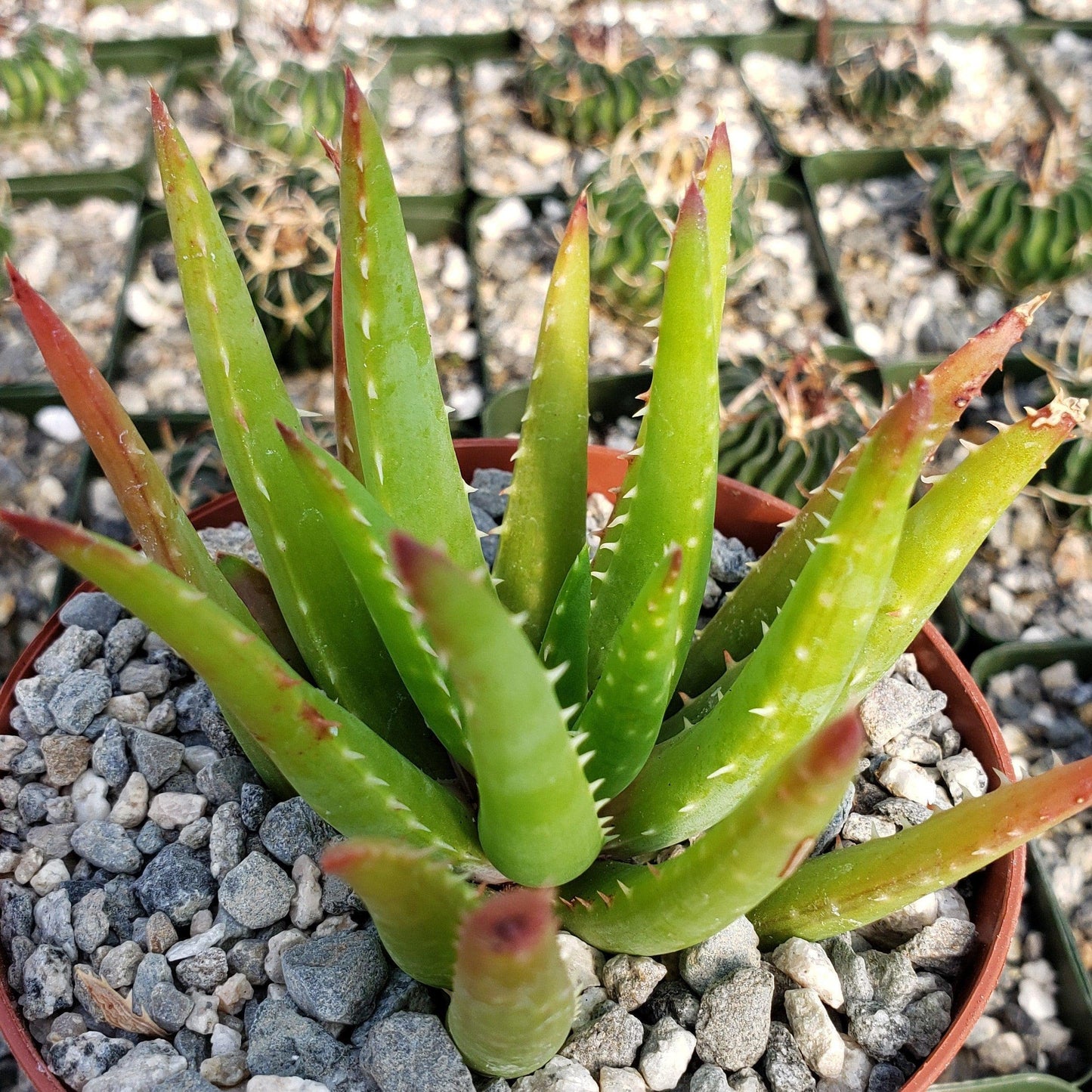Aloe Vera chinensis Cacti Cactus Succulent Real Live Plant