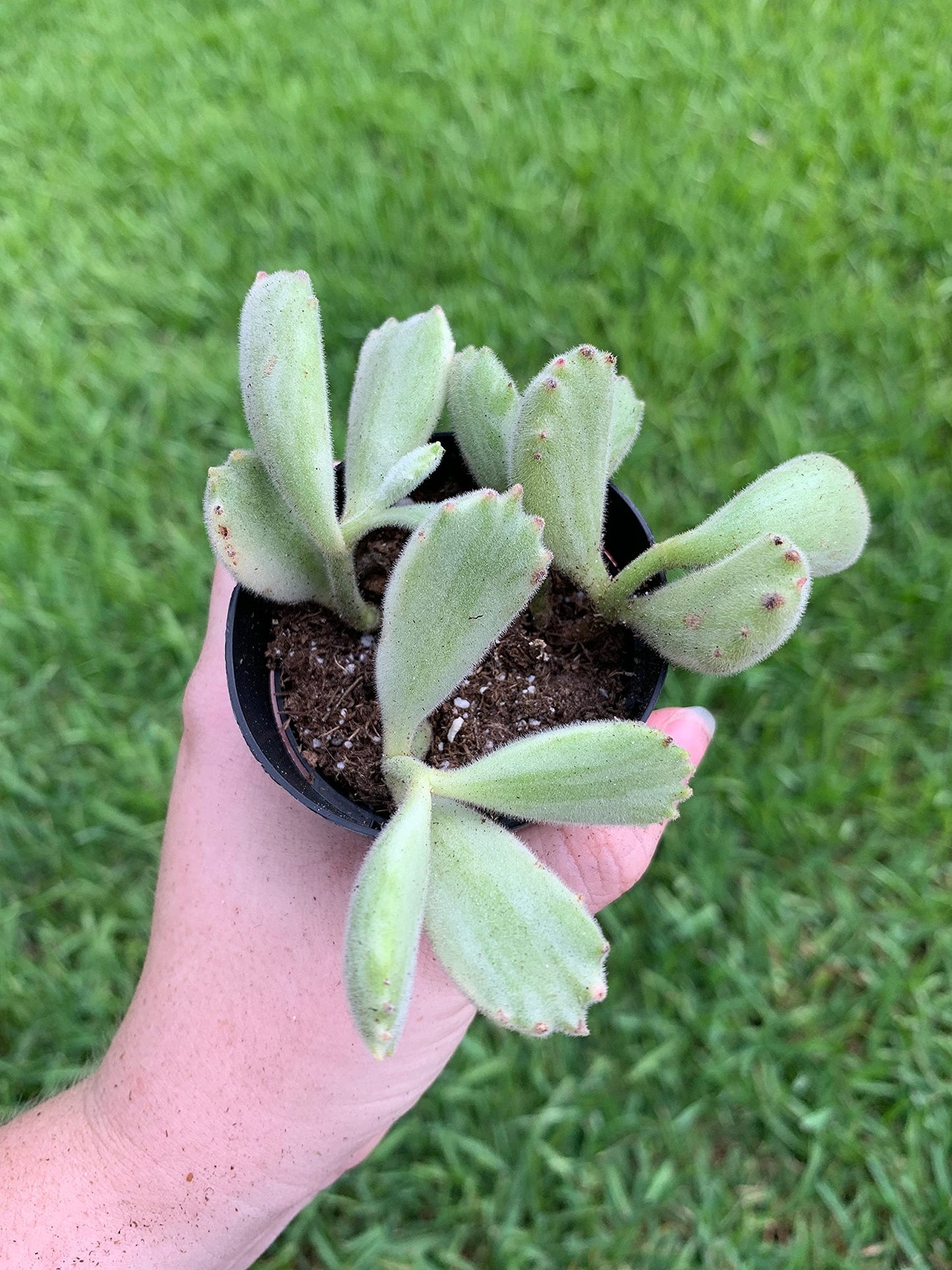 Variegated Bear Paw Succulent Cotyledon Ladismithiensis (2 inch) Rare Healthy Live Succulent