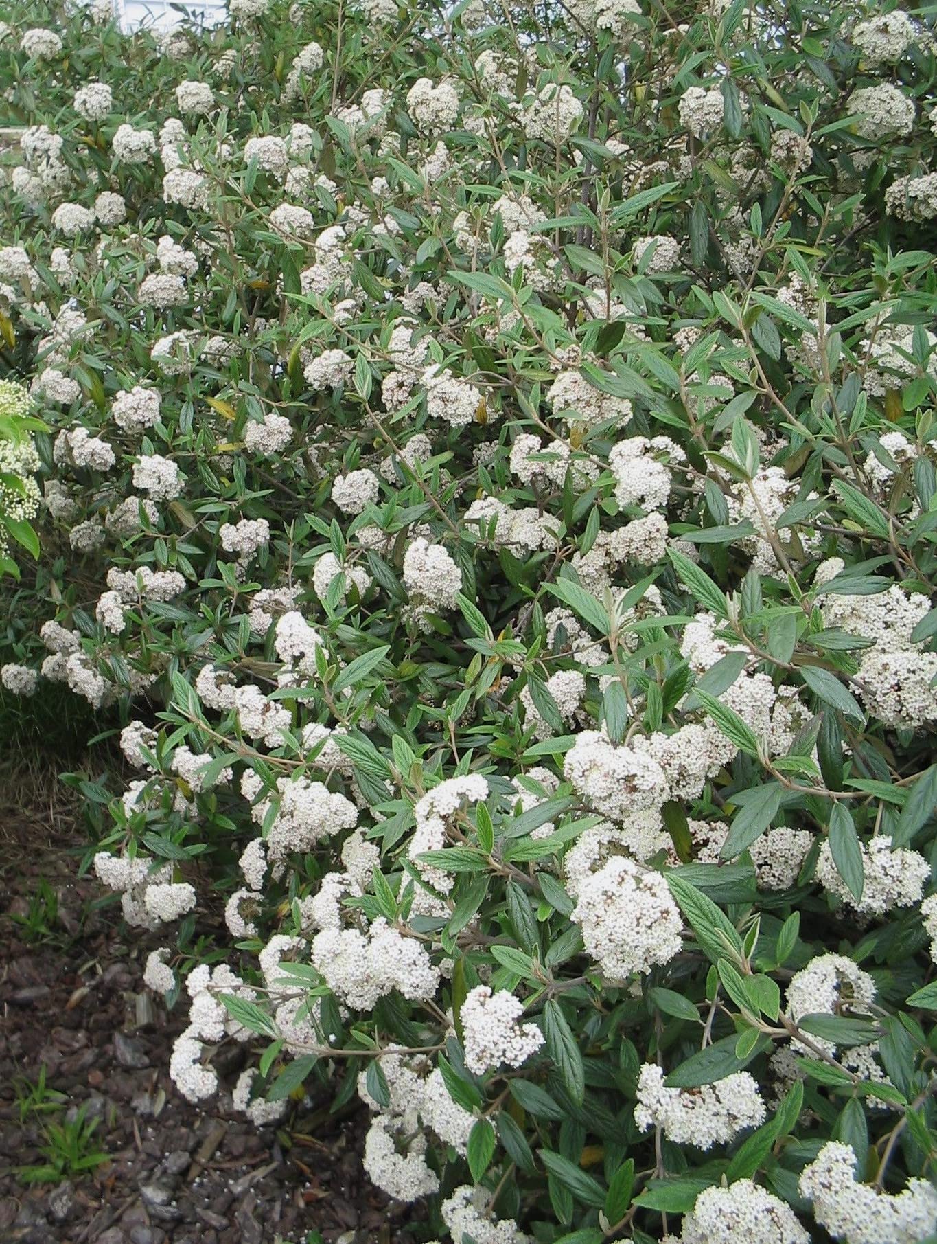 Four Pack of Pragense Viburnum - Evergreen Privacy Hedge - 4 Live Plants Shipped 2 to 3 Feet Tall by DAS Farms