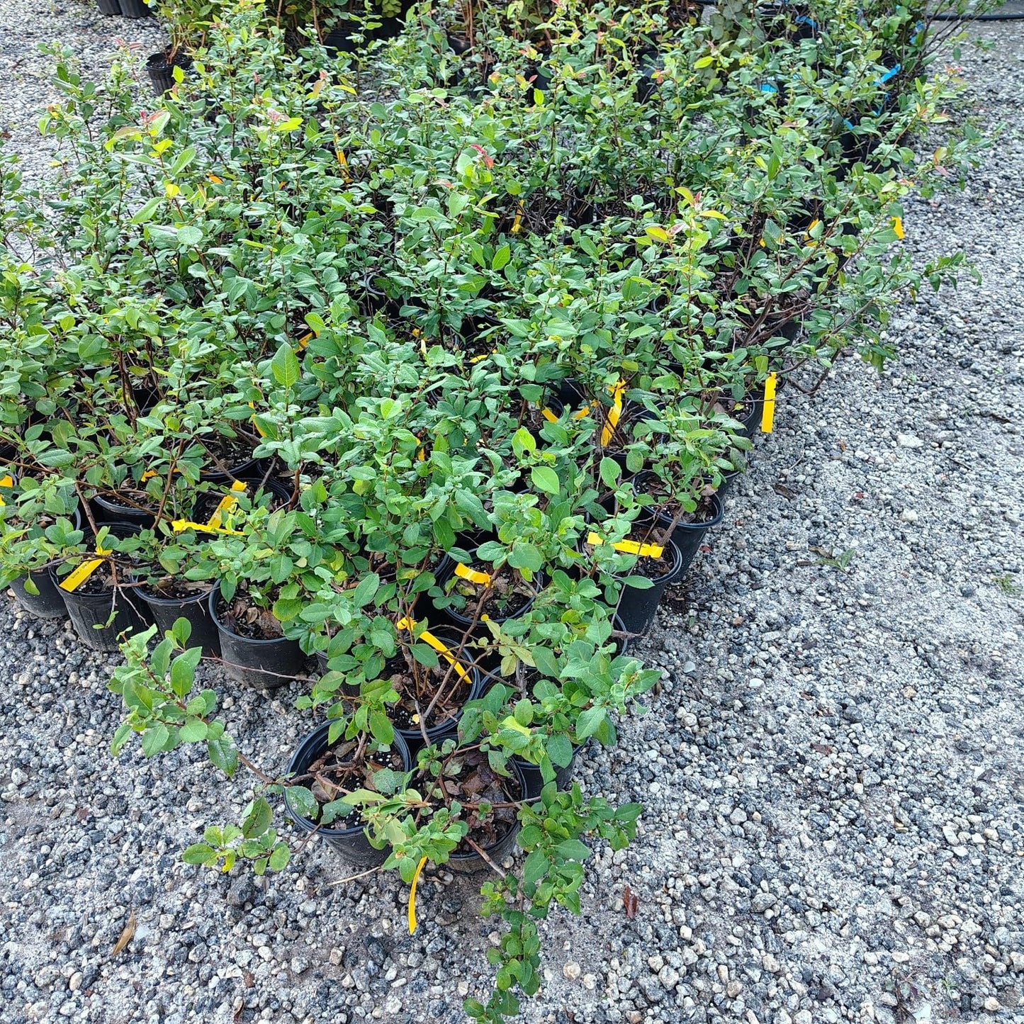 Live Plant - Chojuraku Orange Flowering Quince - Live Plant - (2.5 Qt)