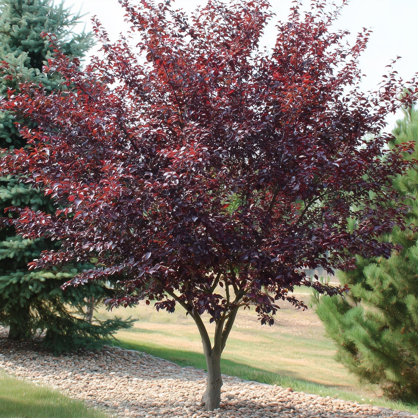 Purple Leaf Sand Cherry Shrub/Tree - 10-16" Tall Live Plant - Quart Pot - Purpleleaf Cistena Plum Bush - Prunus × cistena