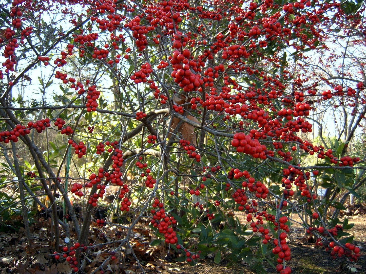 Winter Red Winterberry (Ilex verticillata)