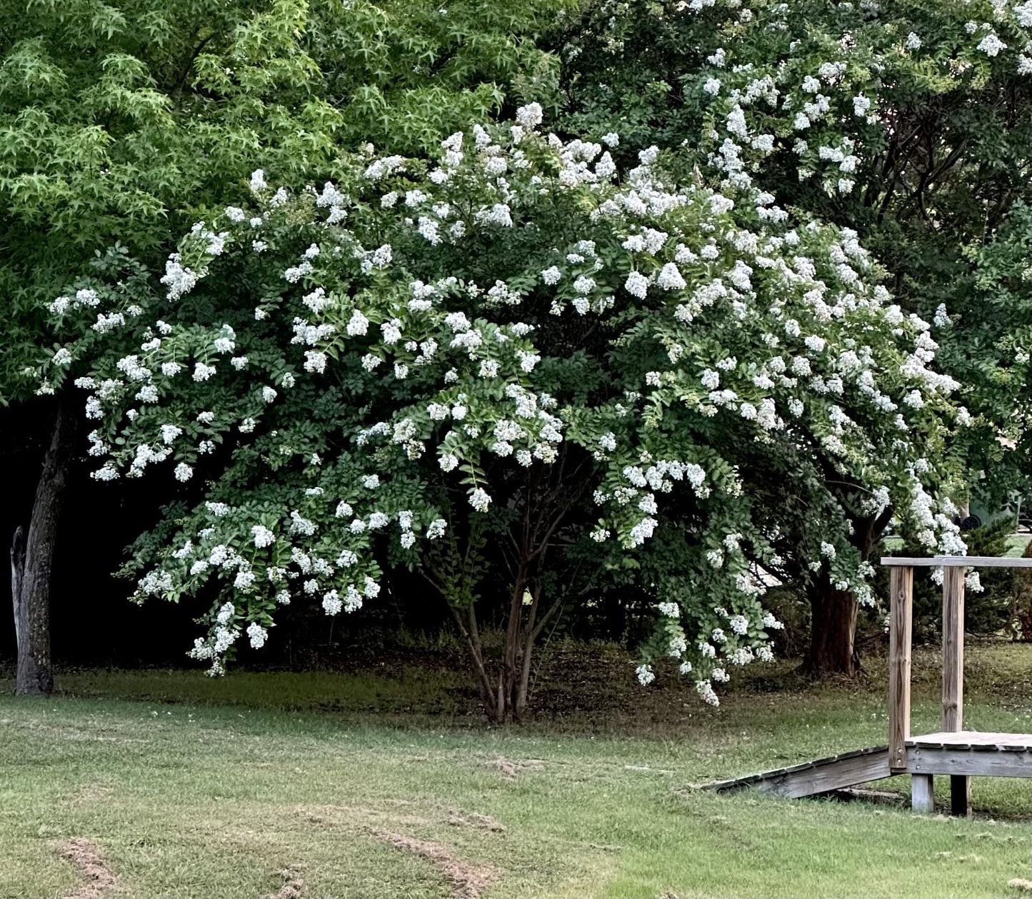 4 Pack - Acoma (White) Crape Myrtle Starter Trees - Quart Containers - Approximately. 6-12 inches Tall