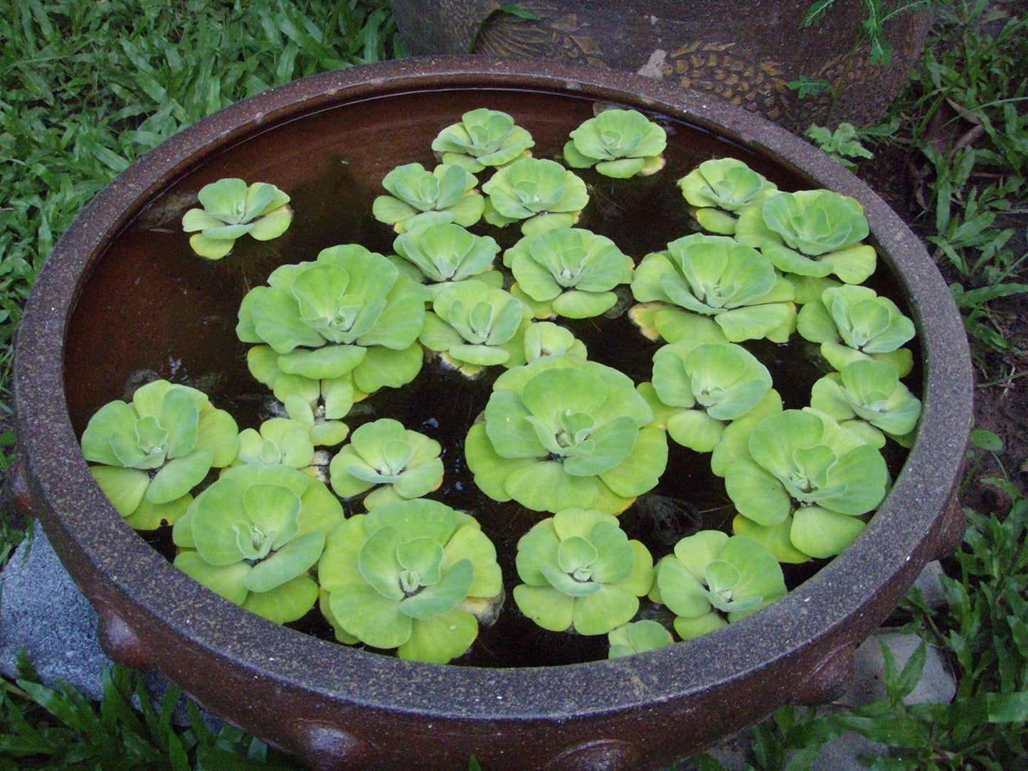 Water Lettuce - Floating Live Pond Plant