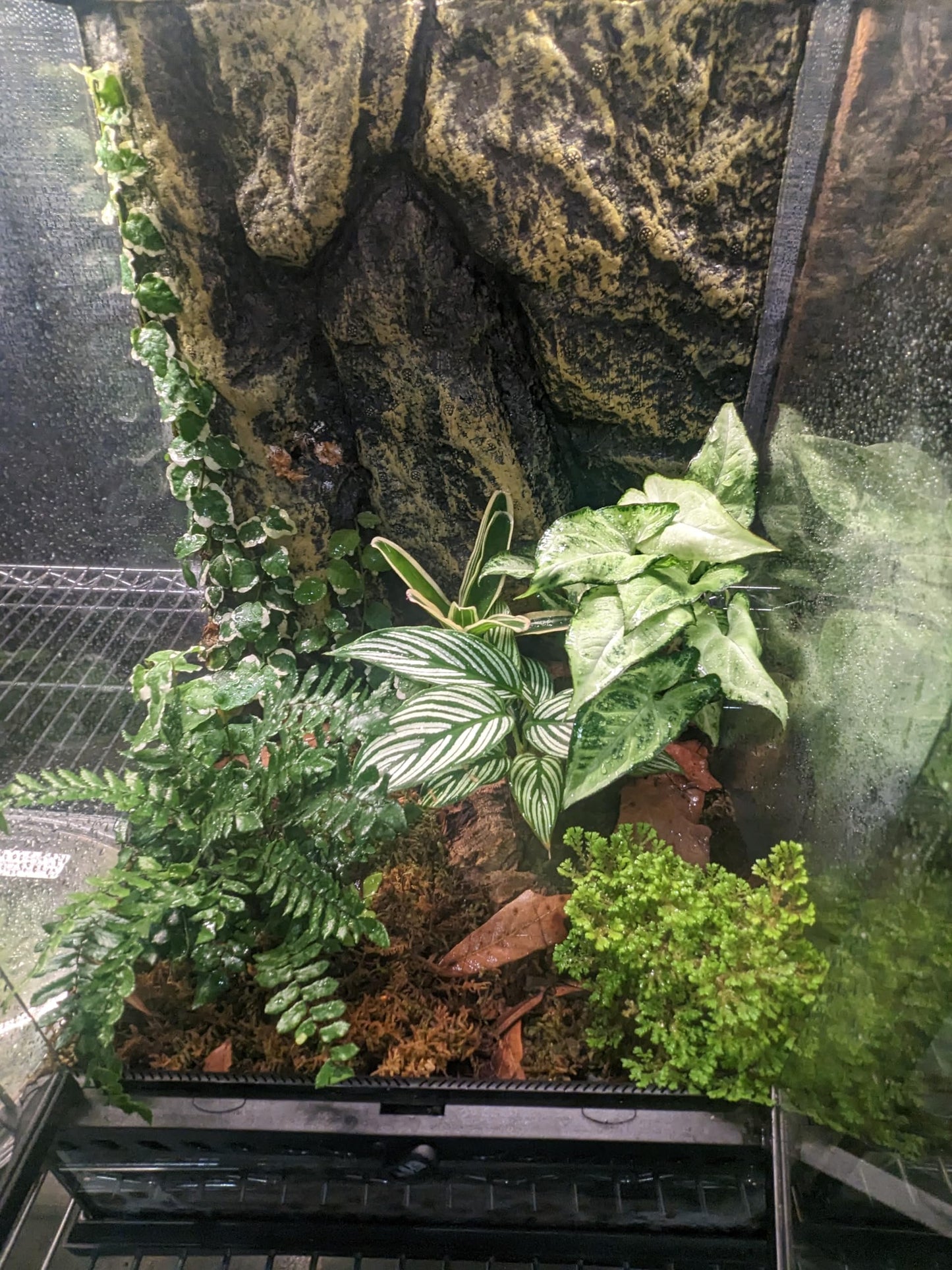 Josh's Frogs Ficus pumila Variegata 'Creeping Fig'