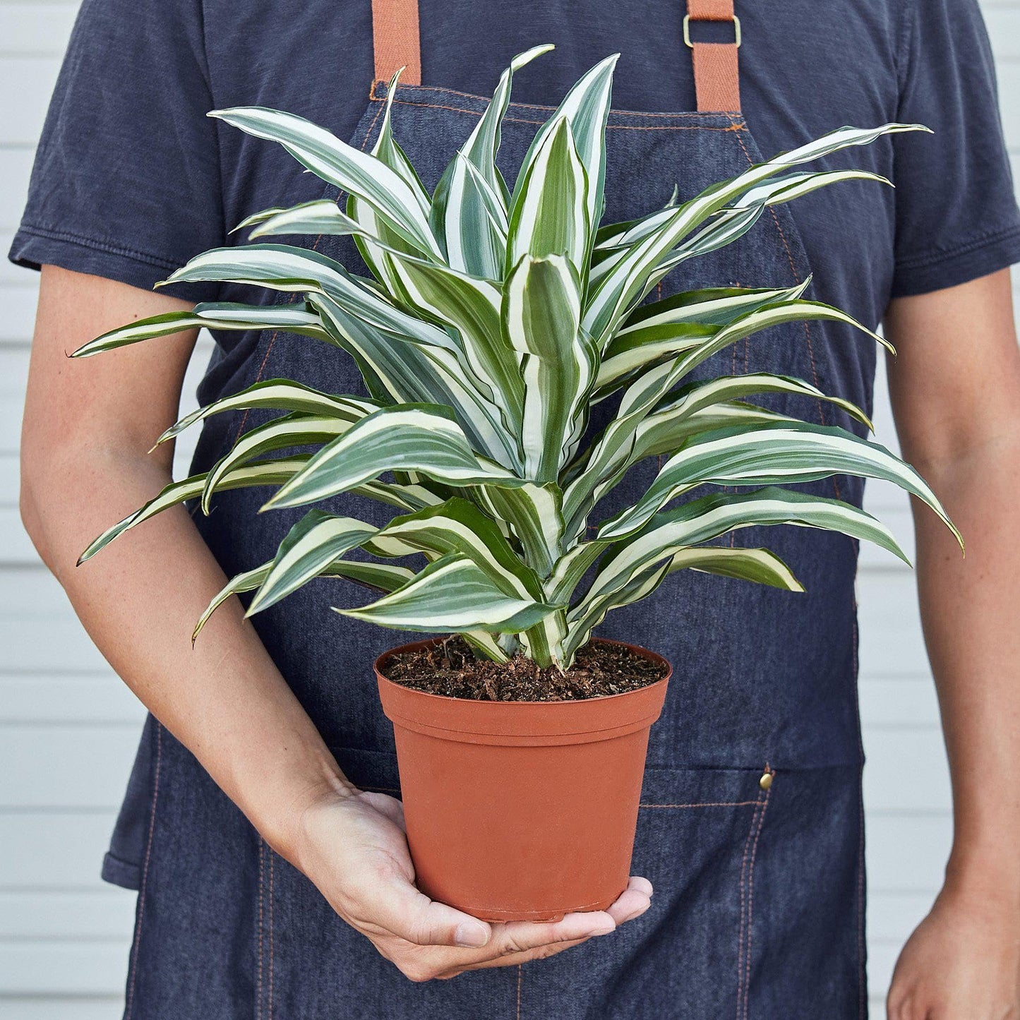 Dracaena 'Warneckii White Jewel'-4" Pot - Live Plant Easy Care, Low Maintenance for Home Decor - Air Purification Houseplant