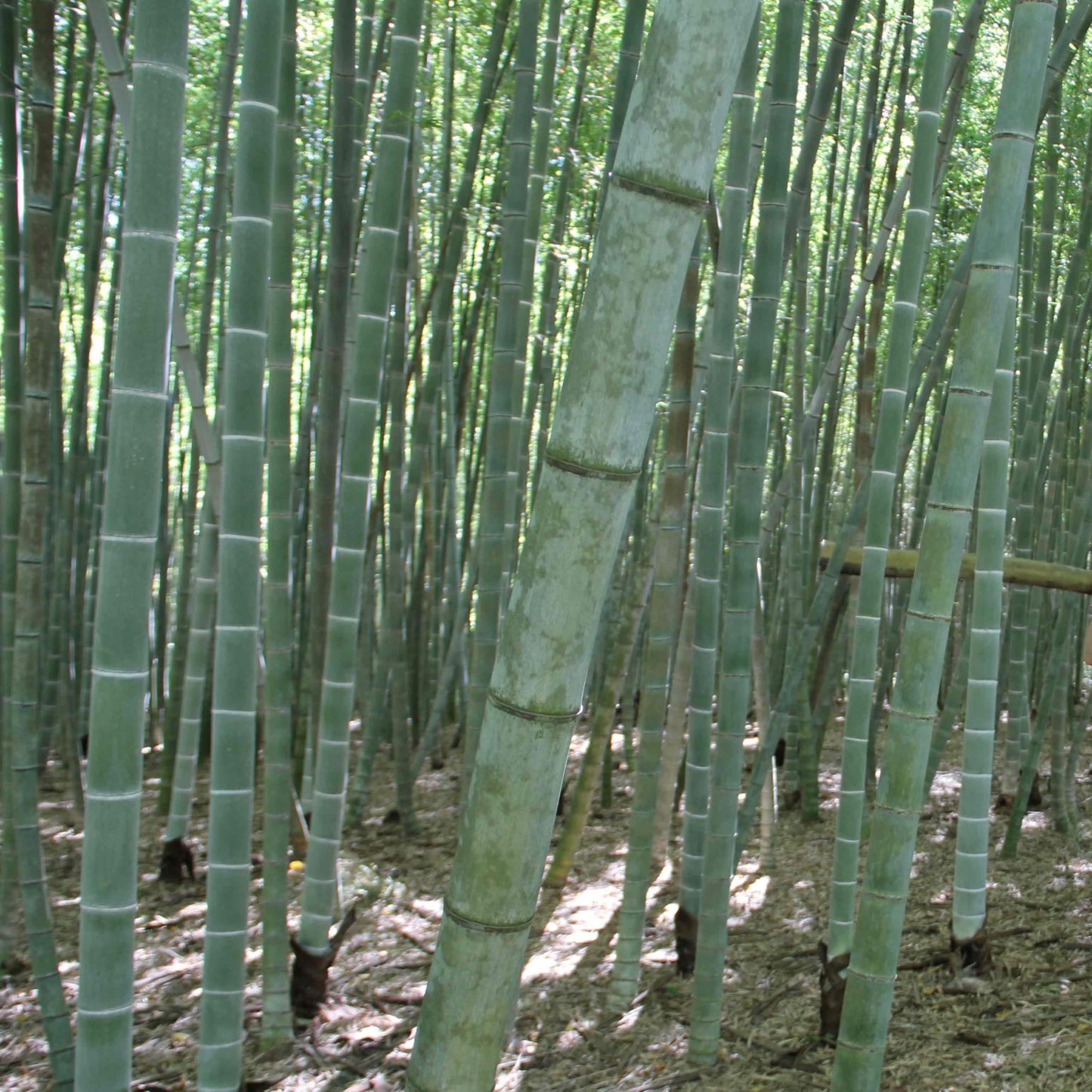 Moso Bamboo - Live Plant Cutting, Green, China Trees 12"-24"