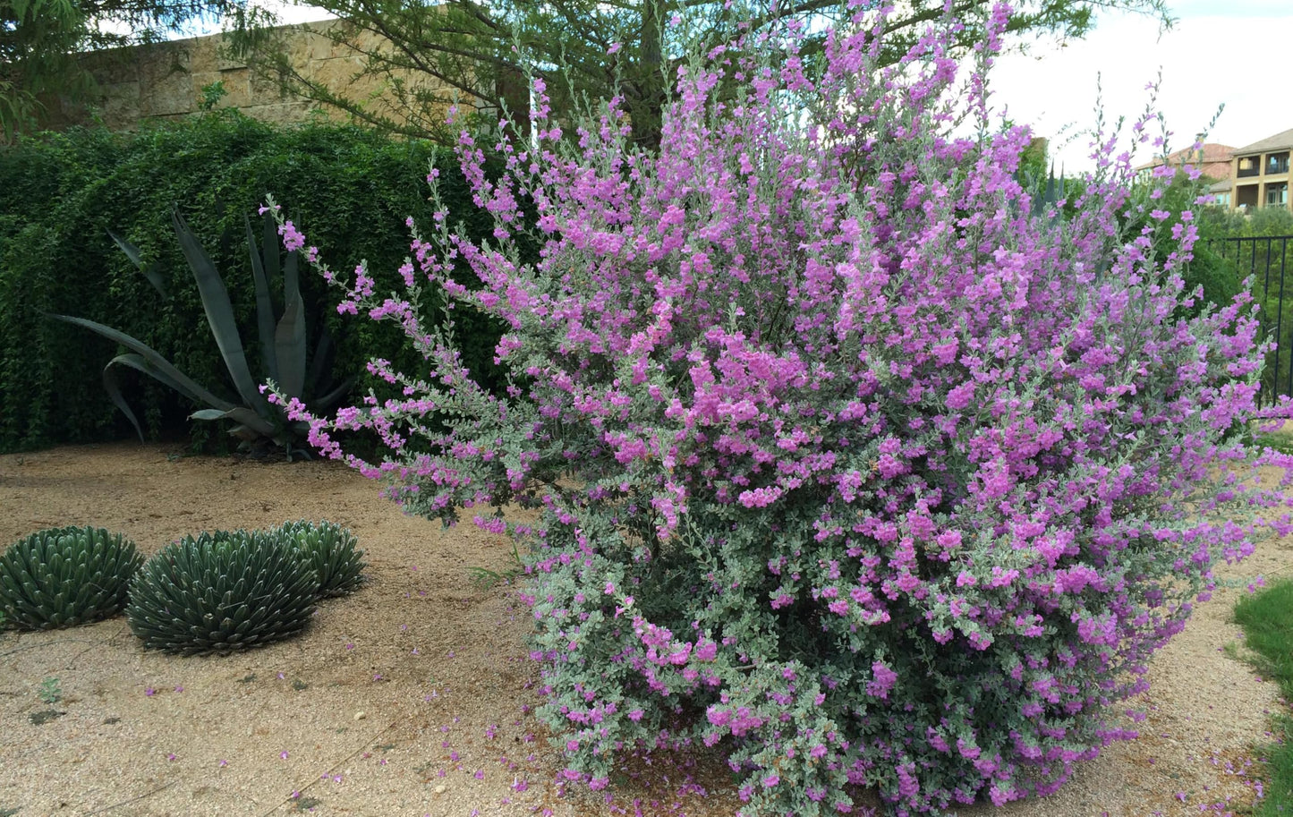 RedCrocus - RedCrocus Texas Sage - Drought-Tolerant Evergreen Bush, Fragrant Purple Blooms, Attracts Pollinators, Perfect for Desert Landscapes & Borders 10" Pot