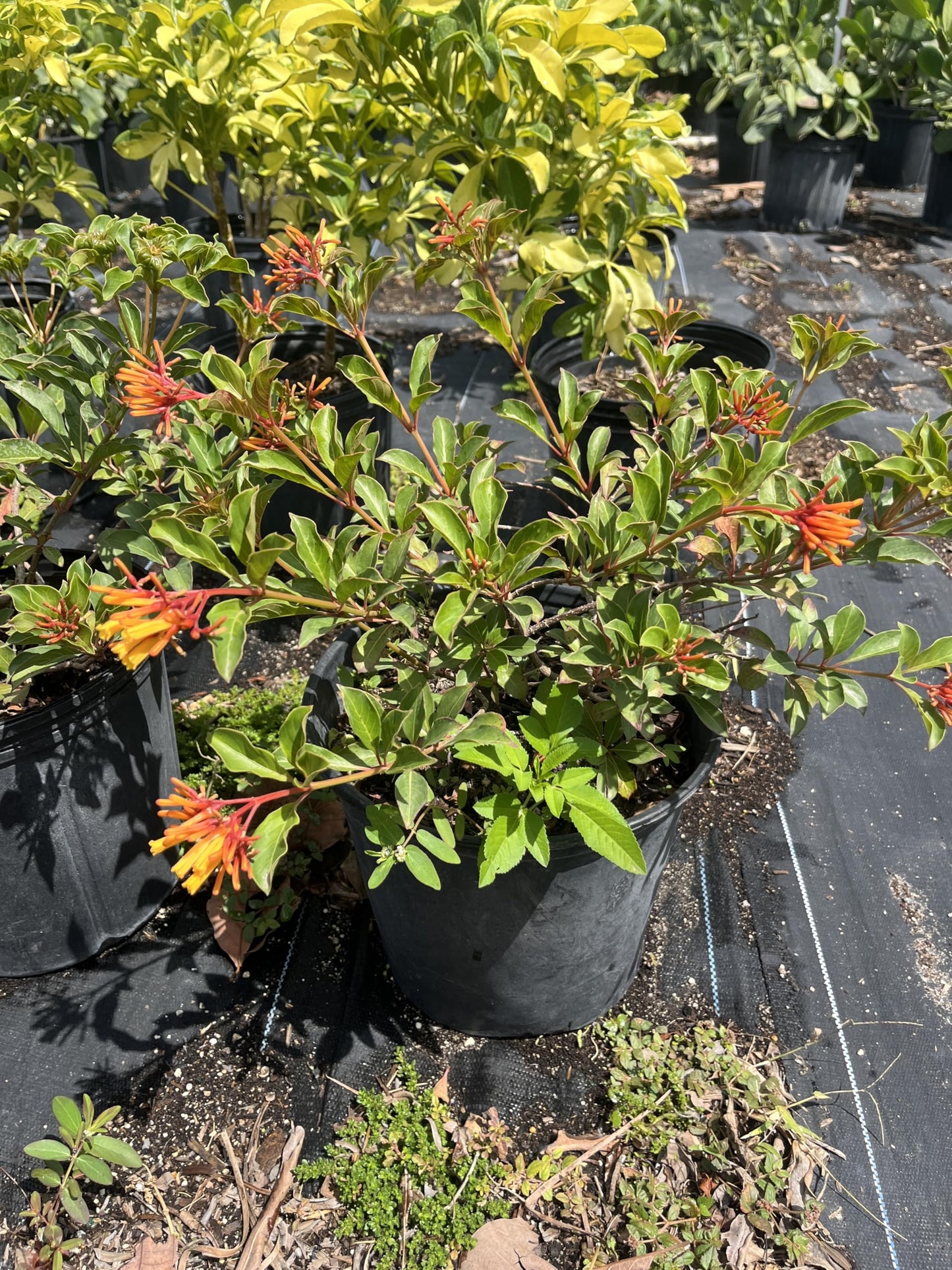 Dwarf Firebush Live Plant – Compact Hamelia Patens – Butterfly & Hummingbird Plant – Tropical Landscape Shrub – 1 Gallon