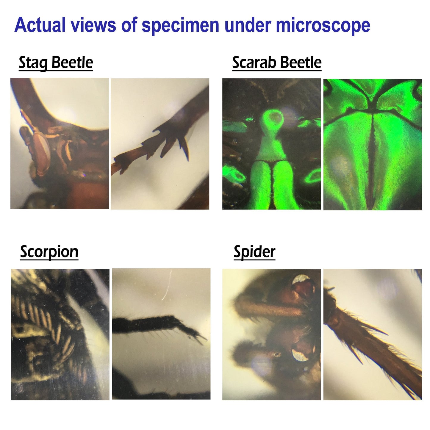 4 Real Bugs Insect Arachnid Resin Specimen STEM Set Magnifier Fun Fact Sheet Poster