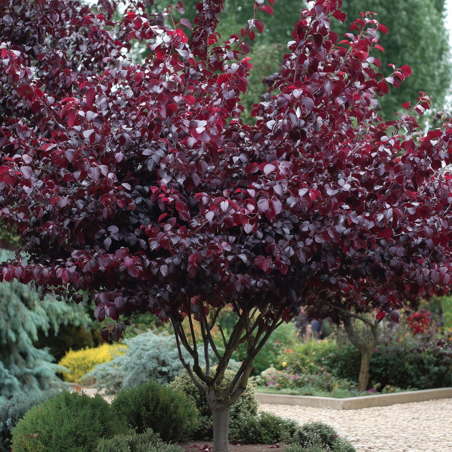 2 Purpleleaf Sand Cherry Shrubs/Trees - 18-24" Tall Live Plants - Purple Leaf Cistena Plum Bushes - Prunus x cistena - (2 Pack)