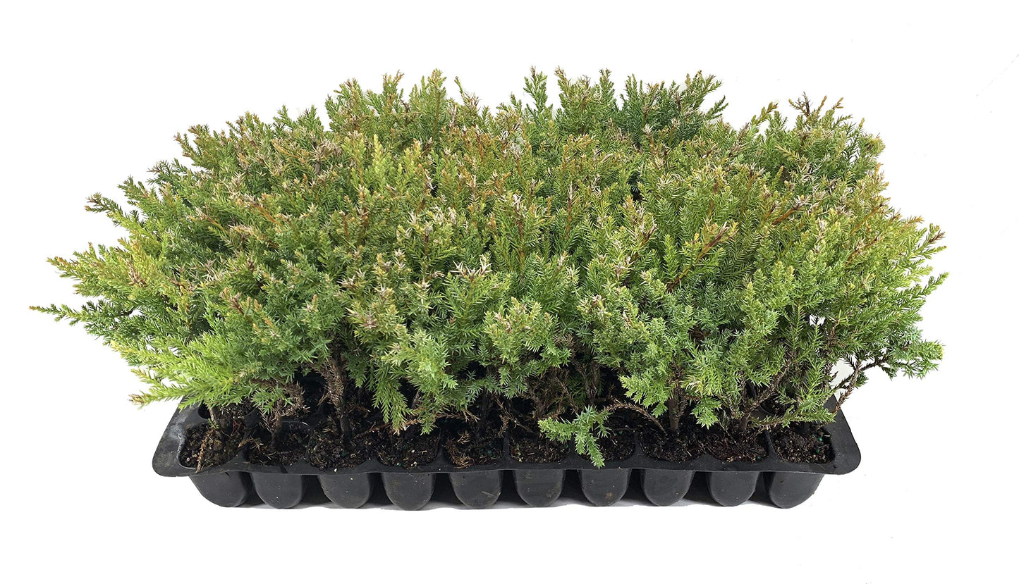 Kallay Juniper - 3 Live Plants - Juniperus Chinensis - Drought Tolerant Cold Hardy Evergreen Ground Cover