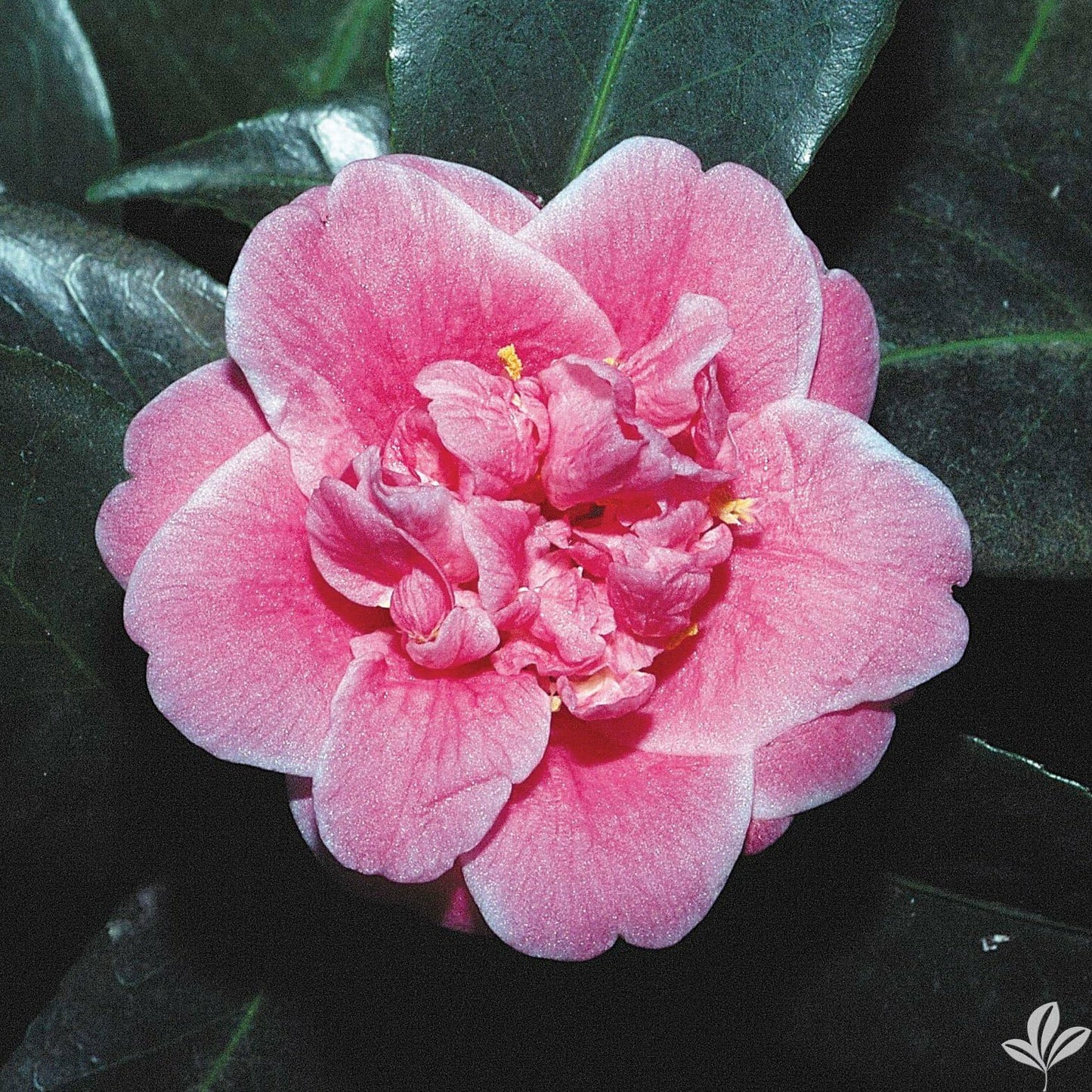Live Plant - Tama Bambino Unique Bloom Camellia Japonica-Live Starter Plant