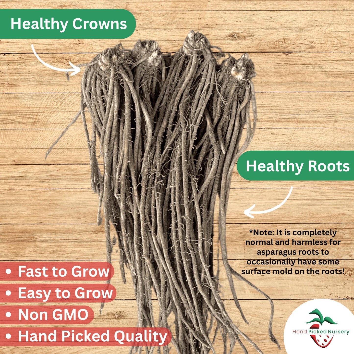 Jersey Knight Asparagus Roots - Hardy and High Yielding, 2yr Bare Root Asparagus Crowns from Hand Picked Nursery (25)