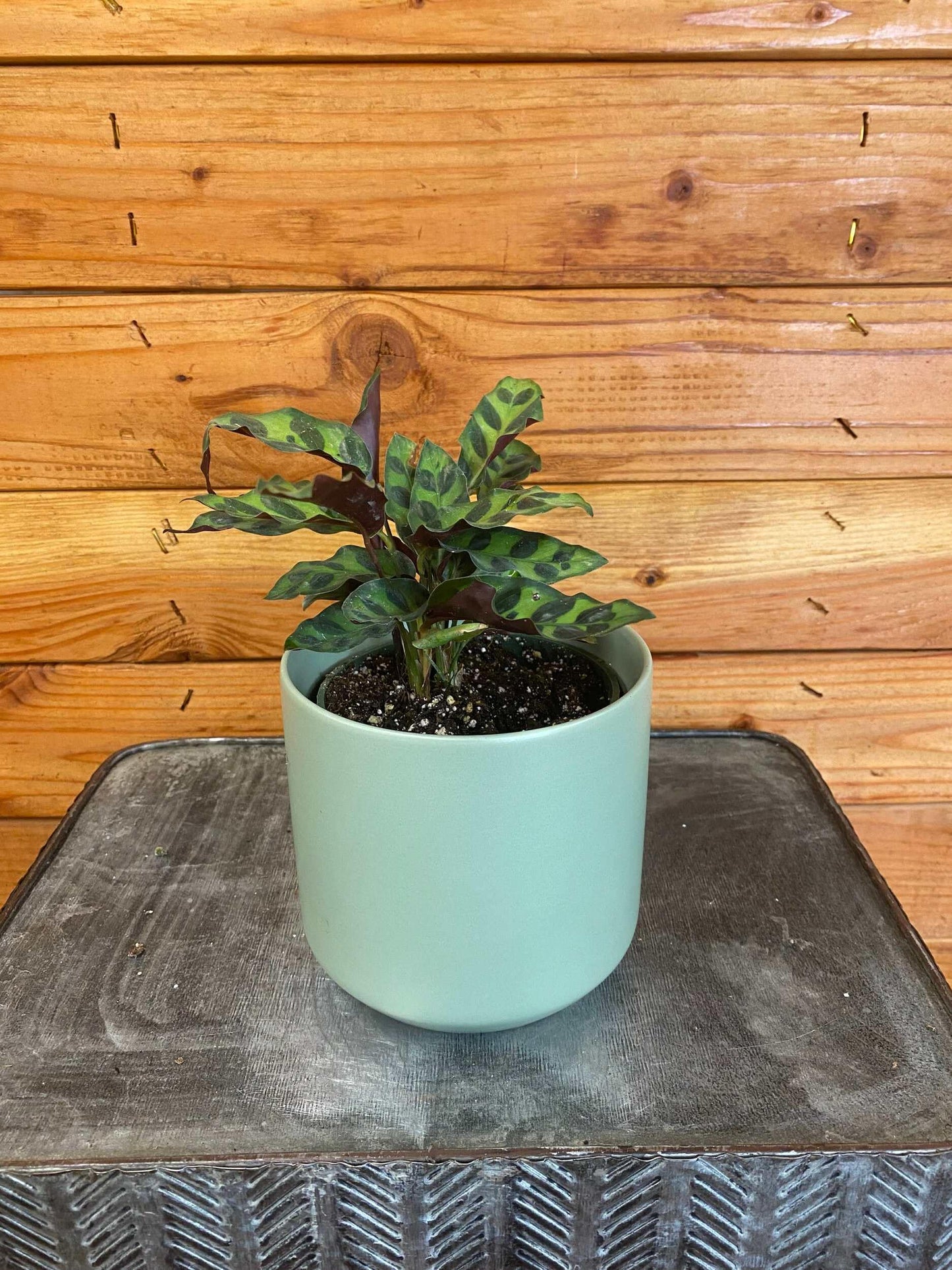 Calathea Lancifolia Rattlesnake, 4" Plant