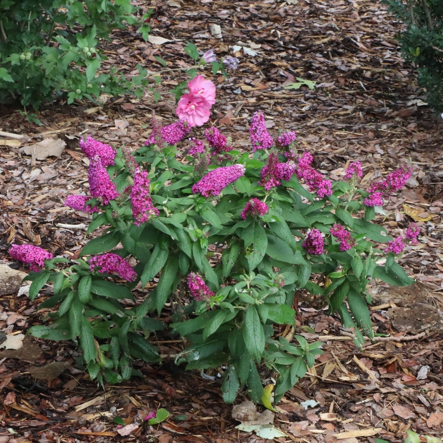 Proven Winners Pugster Pico Punch Butterfly Bush (Buddleia x) Live Plant, 4.5" Qt, 4 Pack