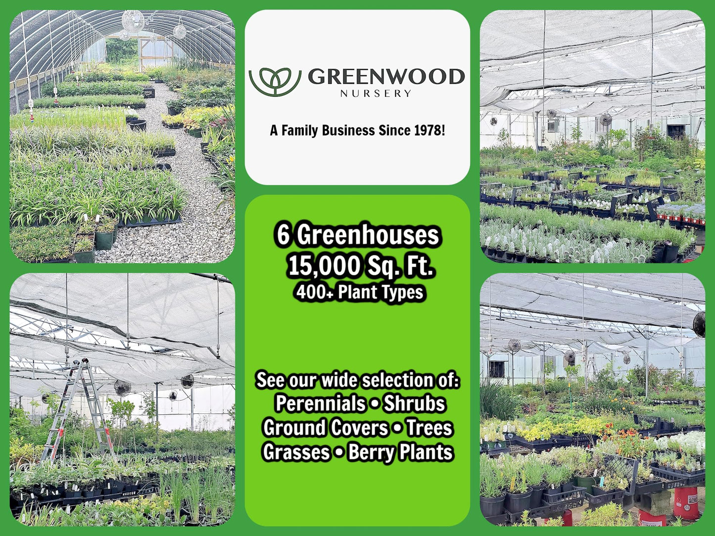 Greenwood Nursery: Live Trees - Nellie R. Stevens Holly Tree + Ilex X - [Qty: 5X 2.5 Pots] - (Click for Other Available Plants/Quantities)
