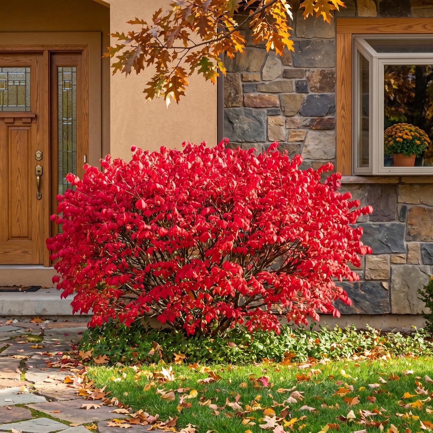Dwarf Burning Bush Shrub Live Plant - Bare Root, Euonymus Alatus, Low Maintenance, Compact Dwarf Shrub with Brilliant Red Foliage for Garden & Landscape