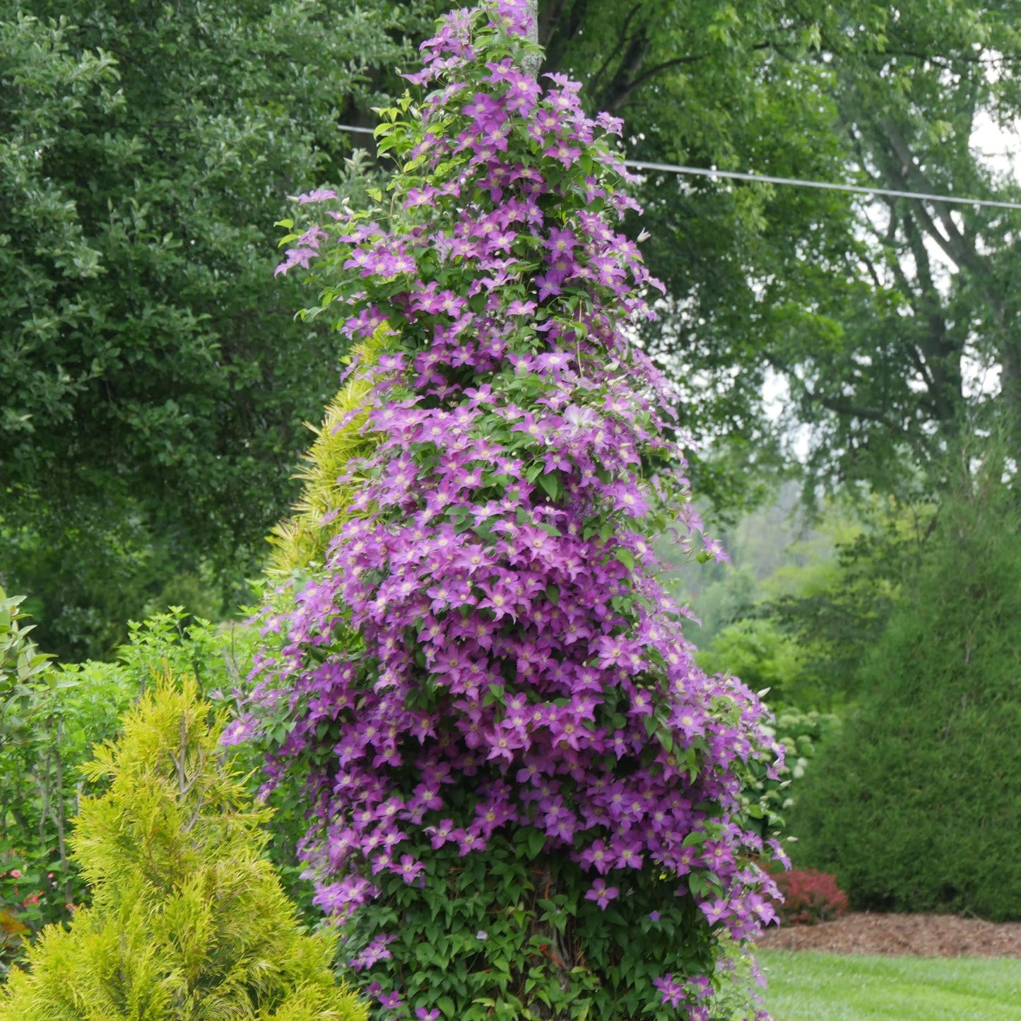 Proven Winners Jolly Good Clematis (Clematis) Live Plant, 4.5" Qt, 4 Pack