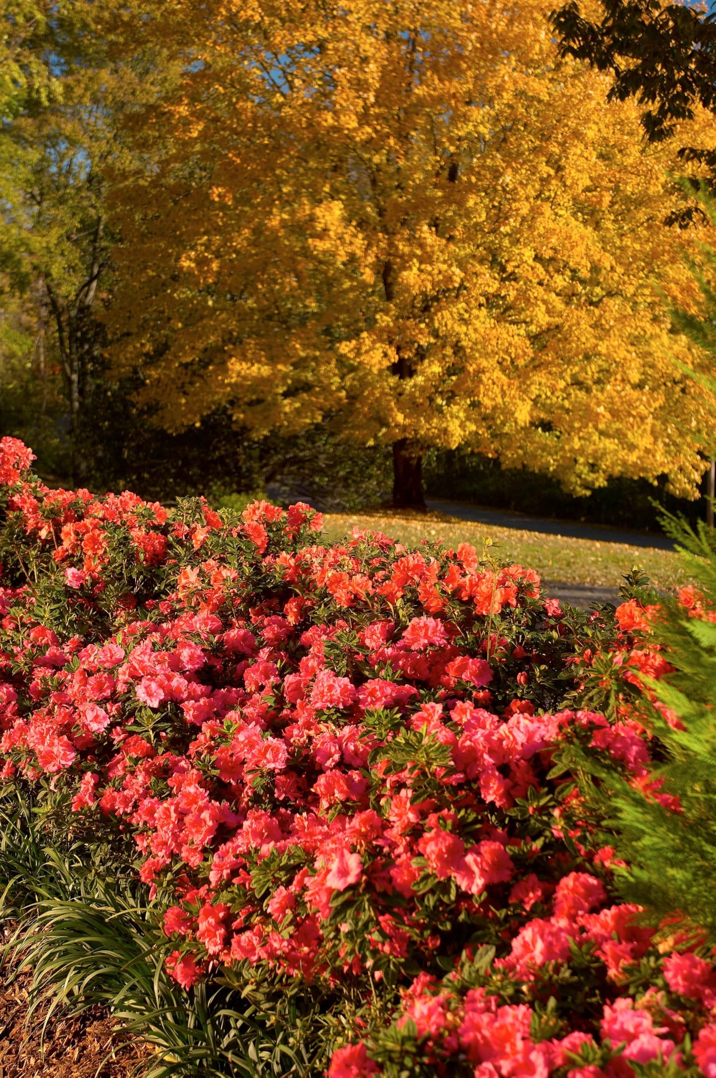 Encore Azalea Autumn Monarch (2 Gallon) Orange - Pink Flowering Shrub - Full Sun Live Outdoor Plant