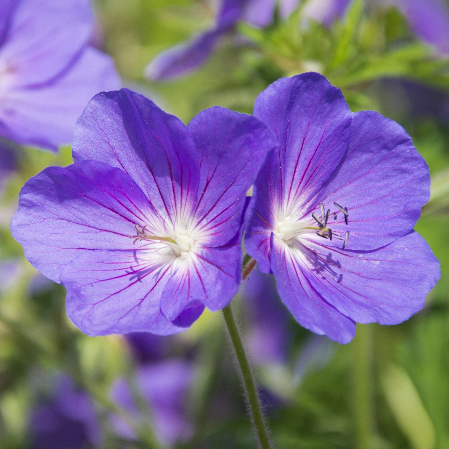 Easy to Grow Geranium Kashmir Purple 3 Roots (Hardy Cranesbill) - Purple Flowers Bloom Summer to Fall in Sun