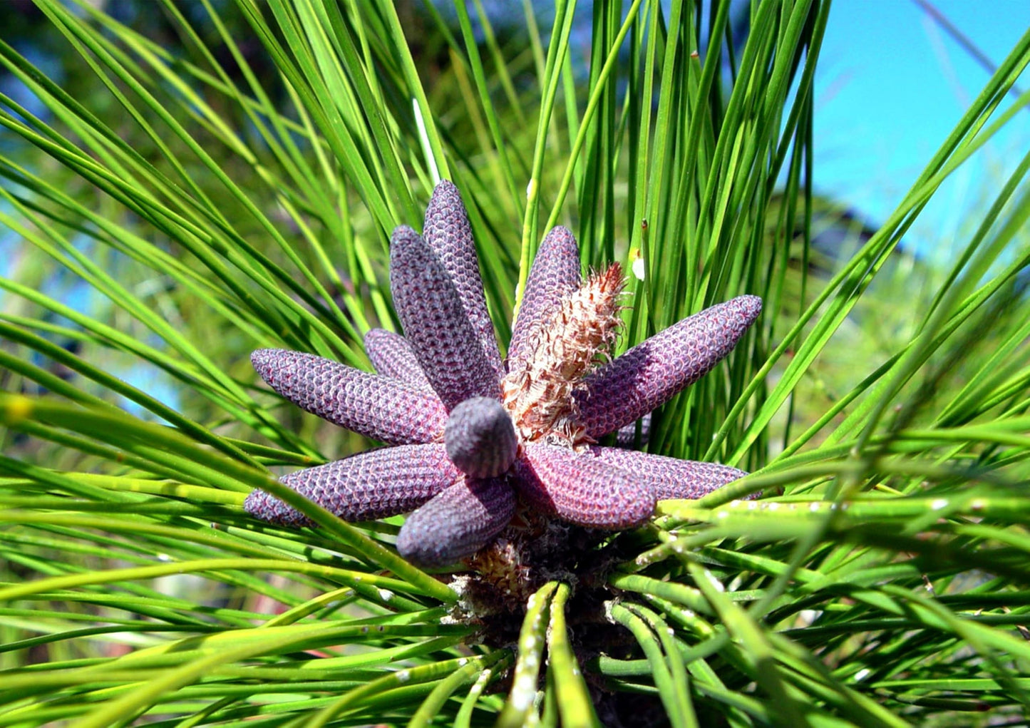 Slash Pine Tree | 2 Large Trade Gallon Size Pots | Pinus elliottii | Fast-Growing Evergreen | Landscape Shade Plants