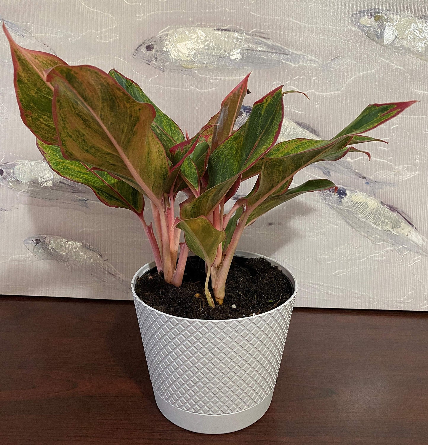 Waterbourn Aglaonema Red Chinese Evergreen Live Indoor House Plant 6inch (1.4qt) Pot