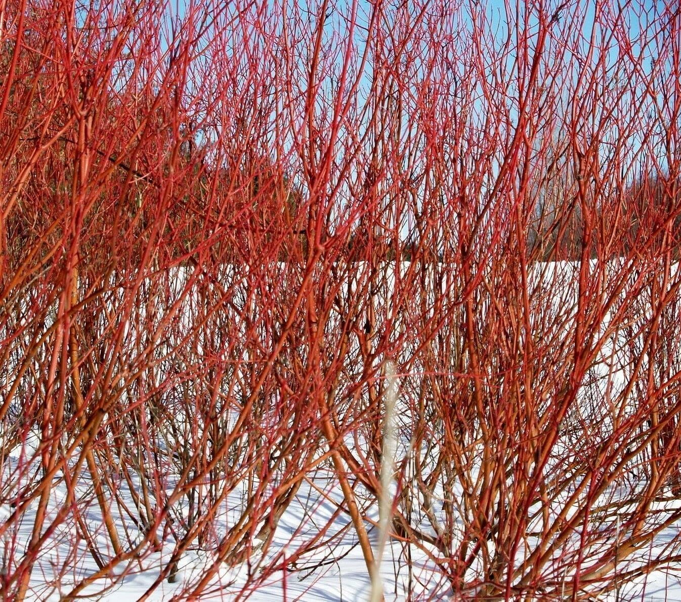 5 Red Twig Dogwood Shrubs/Bushes - (Red Osier) - 6-12" Tall Live Plants - Cornus sericea - (5 Pack)